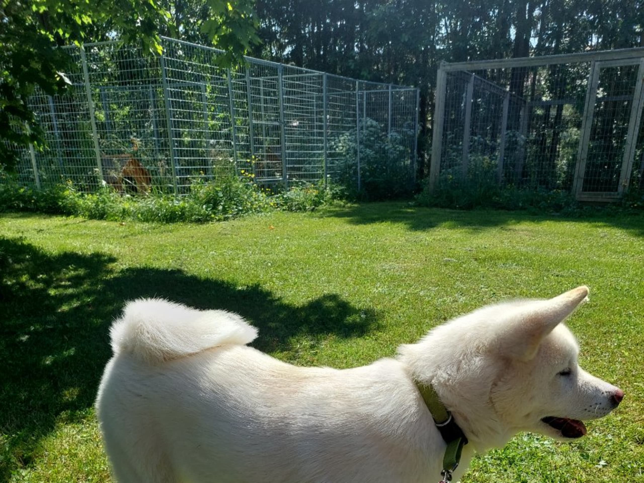Akita · Dorotea · Krayon's kennel