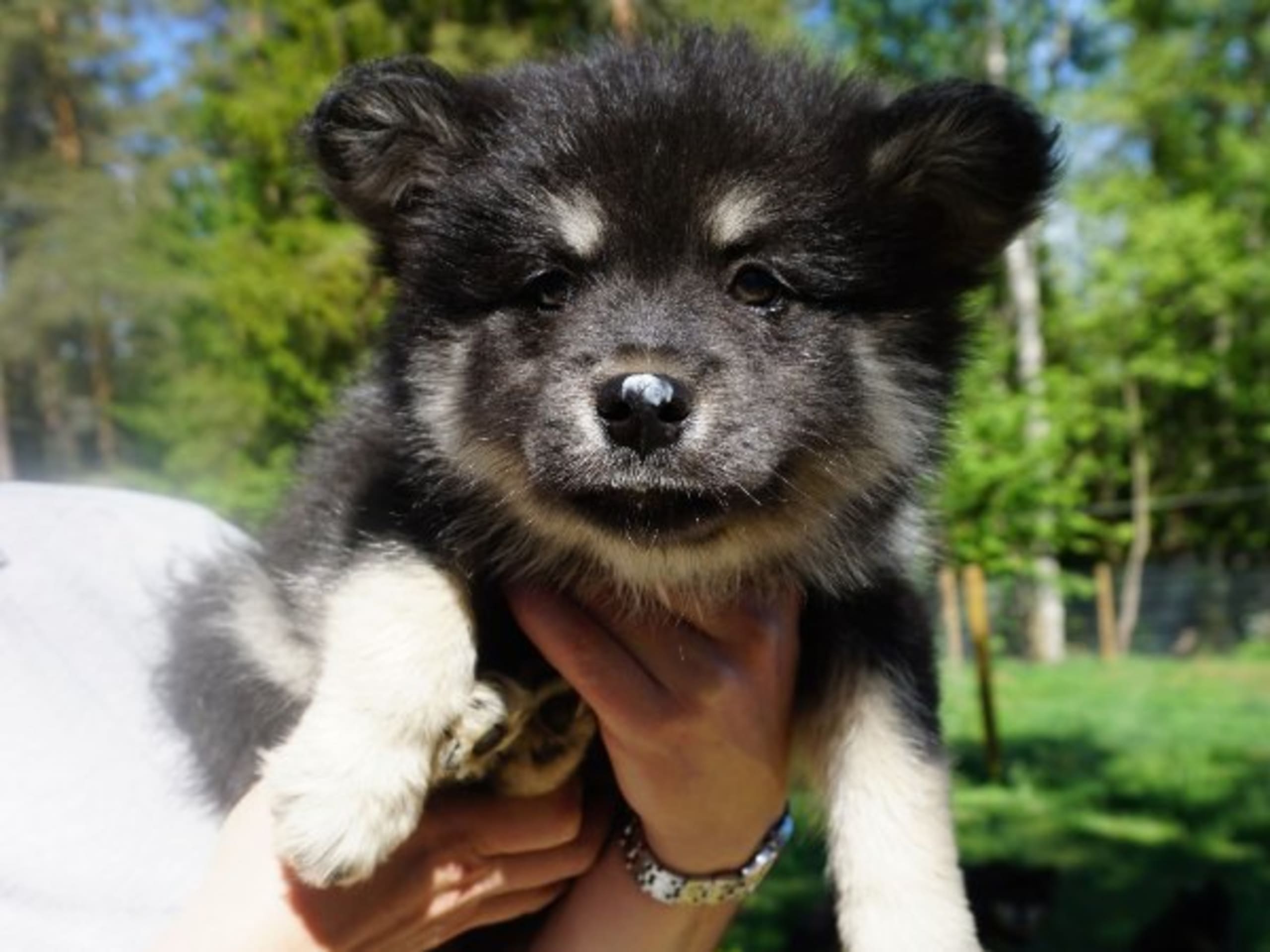 Finnish Lapphund · Uppsala · Vita Nattens