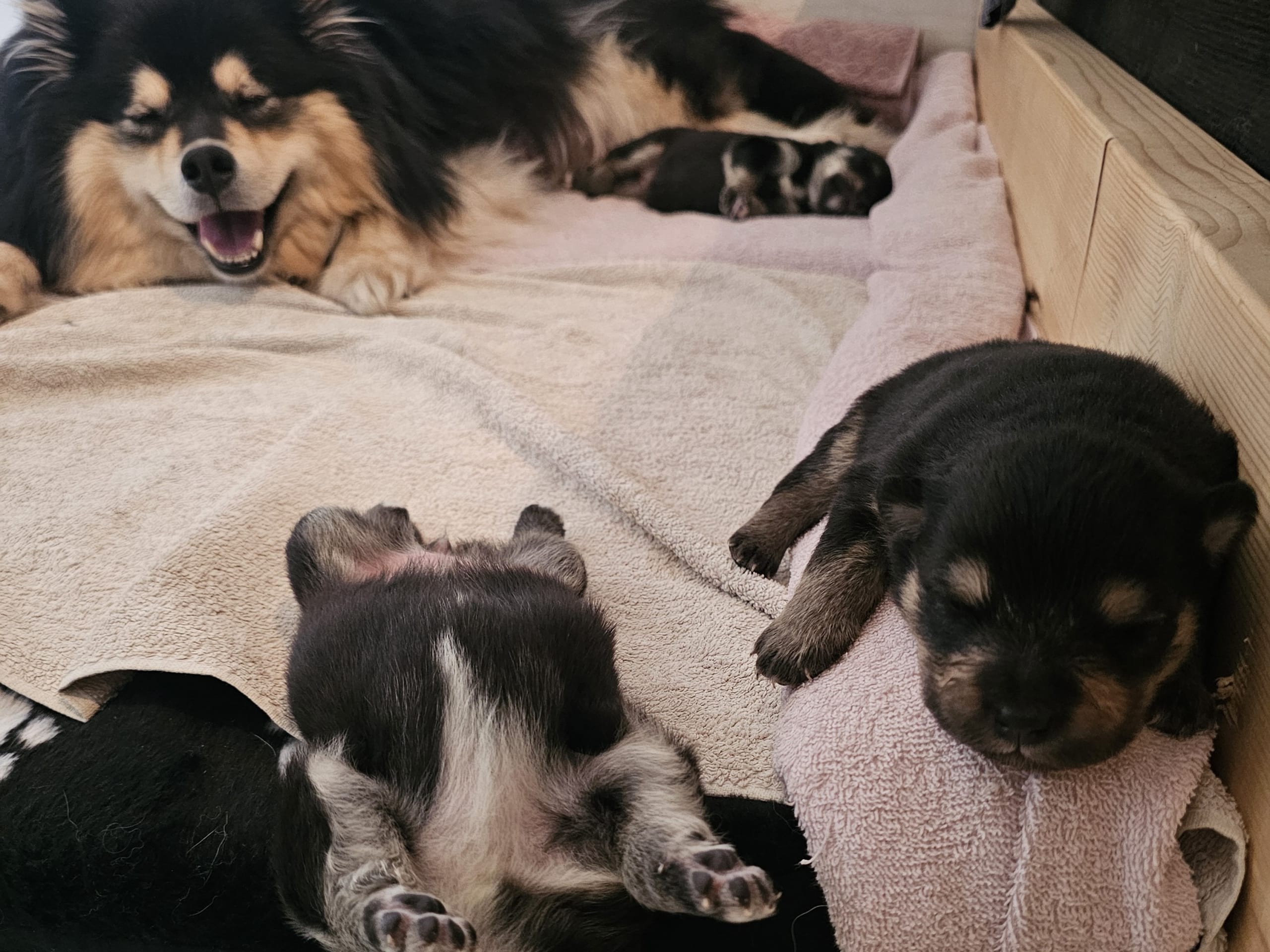 Finsk lapphund · Åby · Finsk lapphund - Angel´s Share
