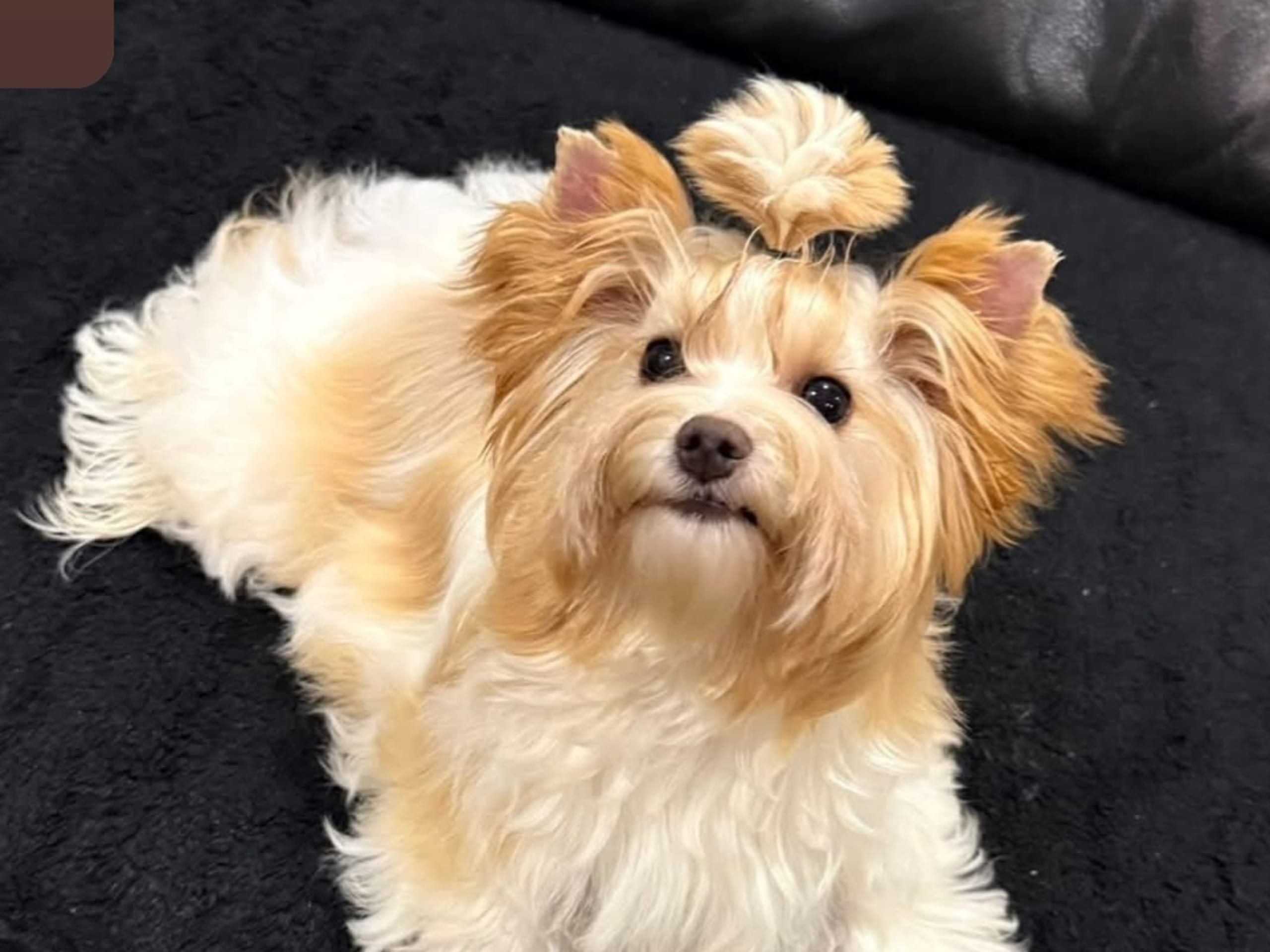 Yorkshire Terrier · Sjöbo · Jeanette M.