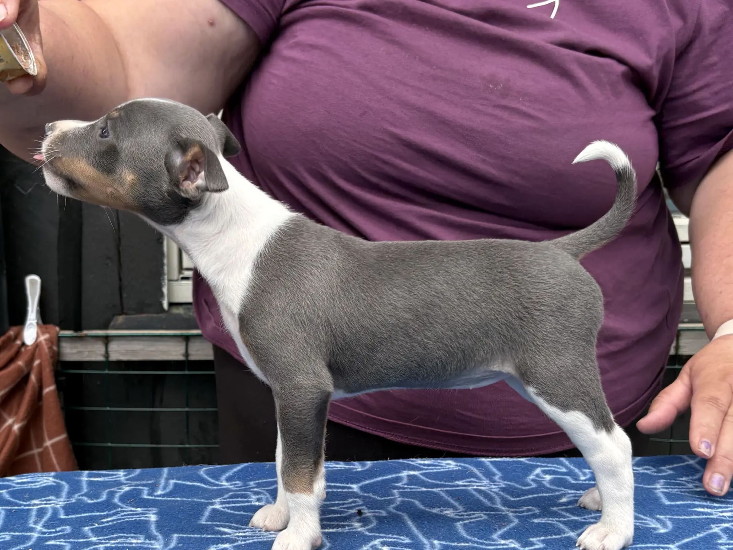 American Hairless Terrier · Arneberg · Evy Johanne Indahl Fredhjem