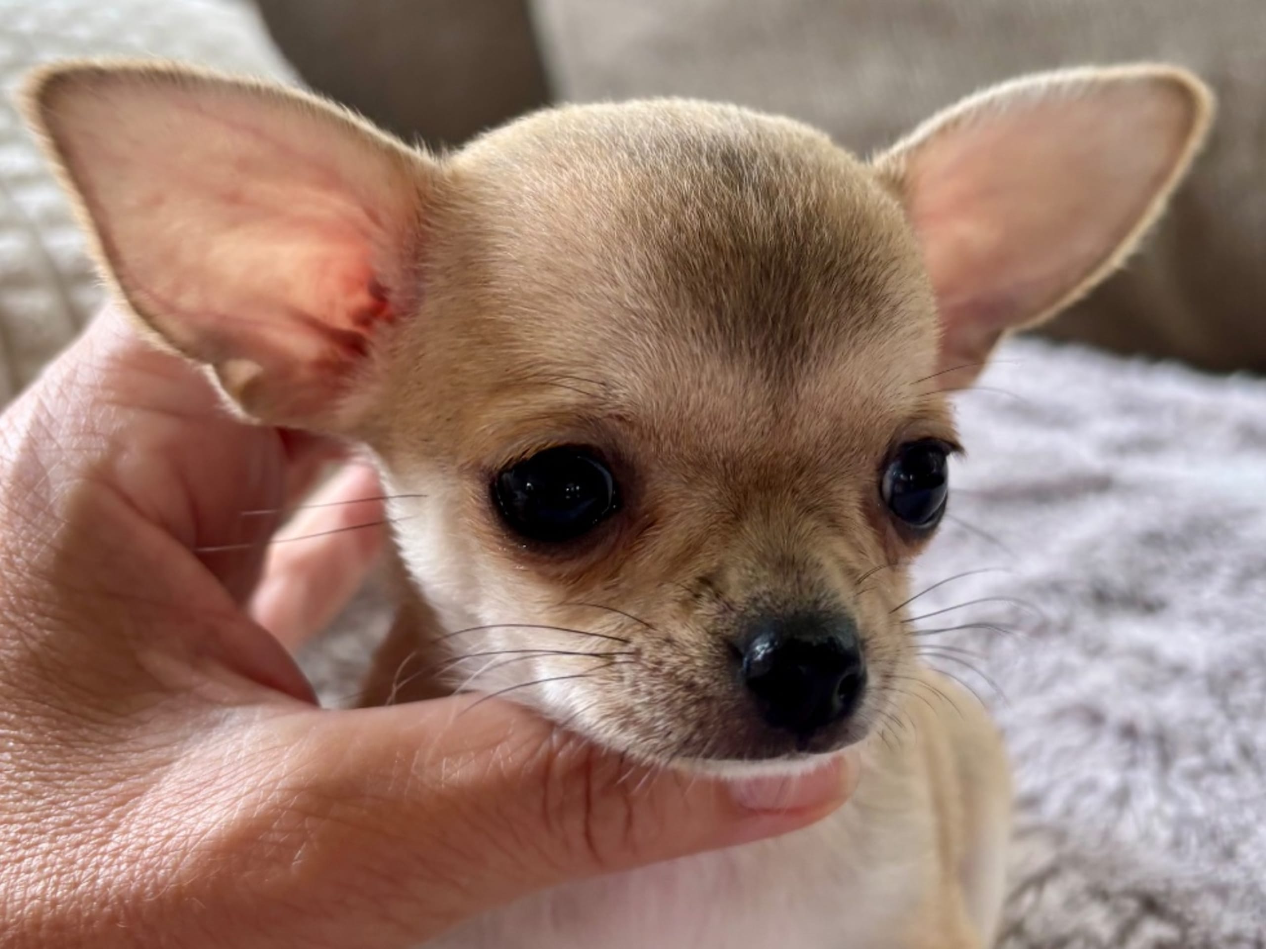 Chihuahua · Västra frölunda · My precious