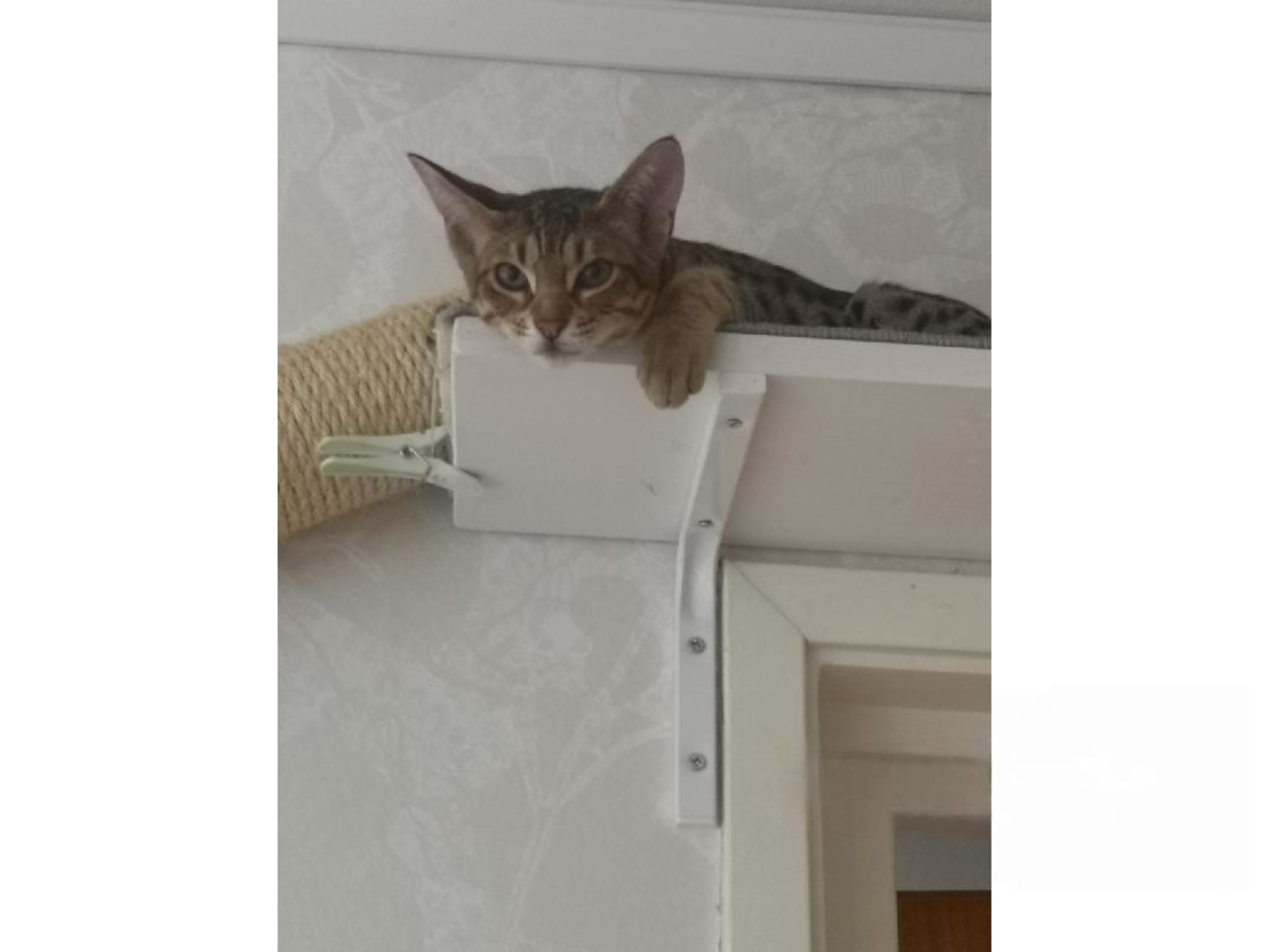 Ocicat · Nyköping · SE*Aspkatter