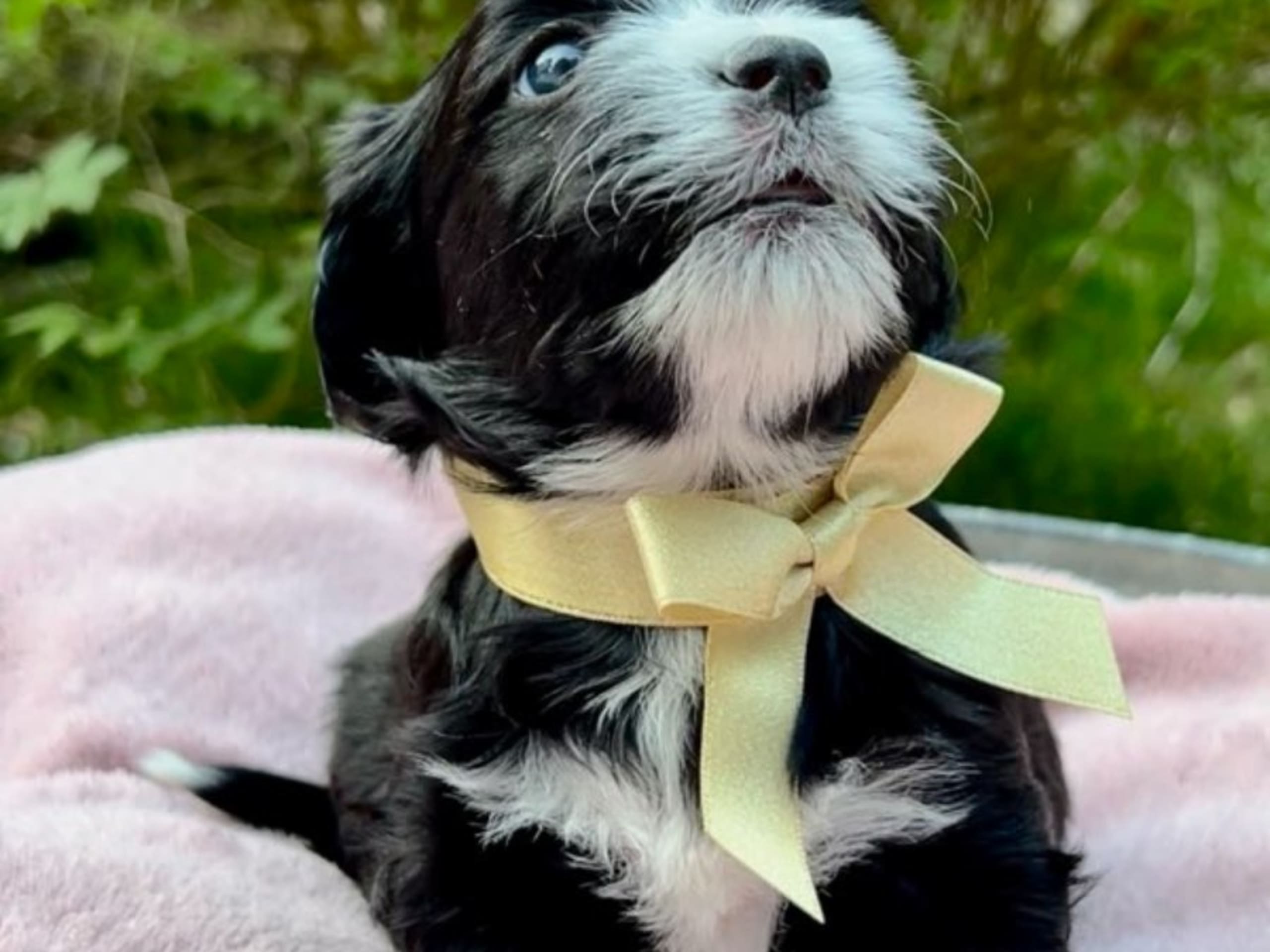 Bichon havanais · Veberöd · Hedbergs Härliga