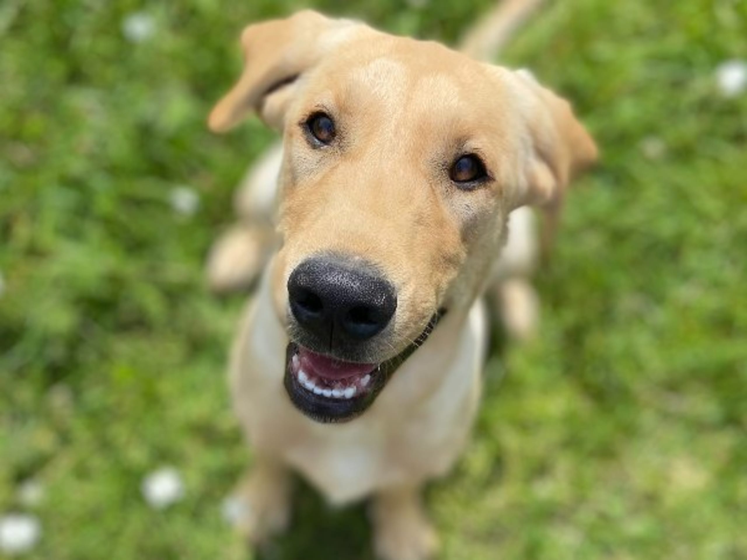 Labrador retriever · Knutby · Gamegainer