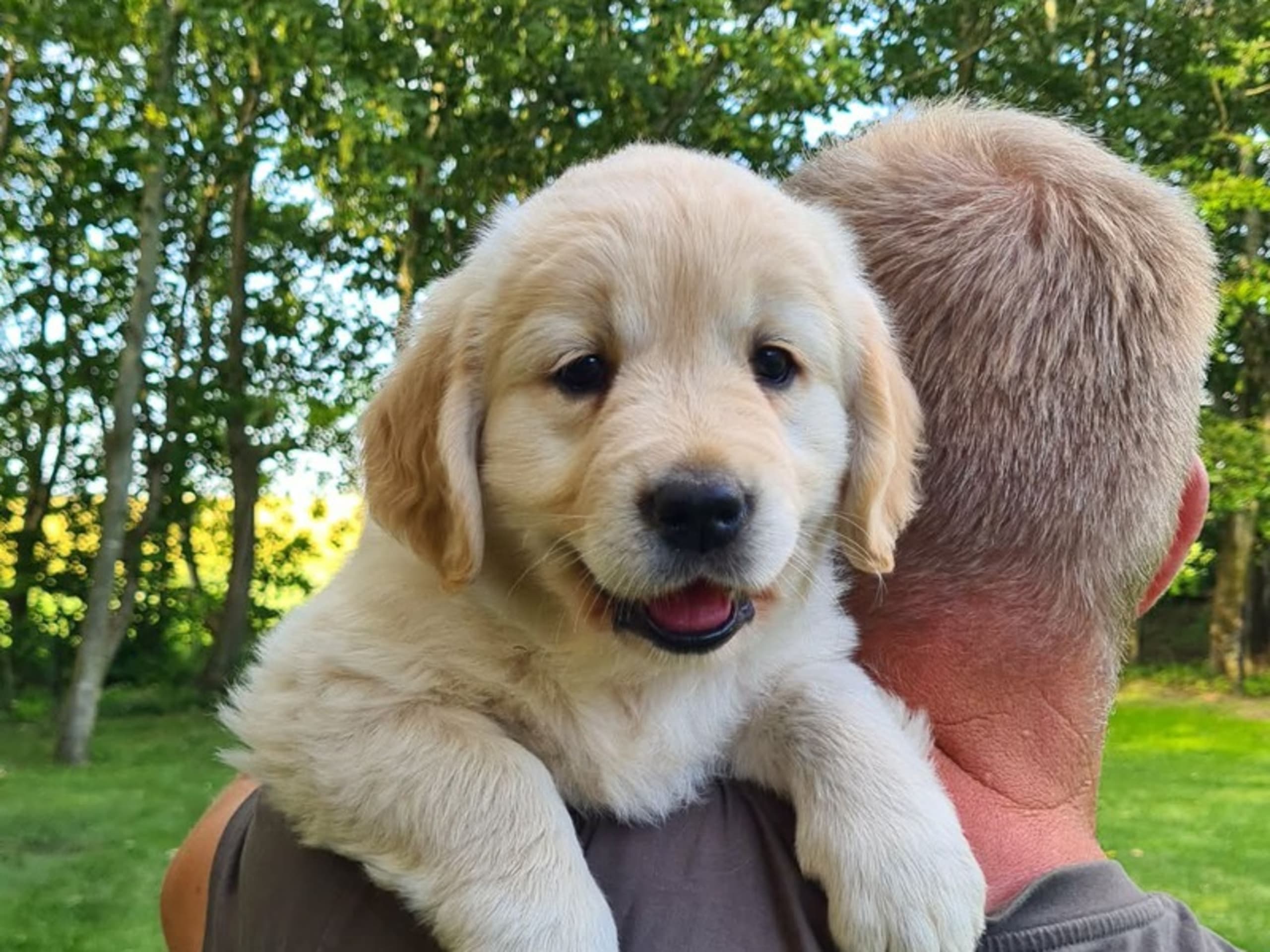Golden retriever · Hjerm · Sunrunner
