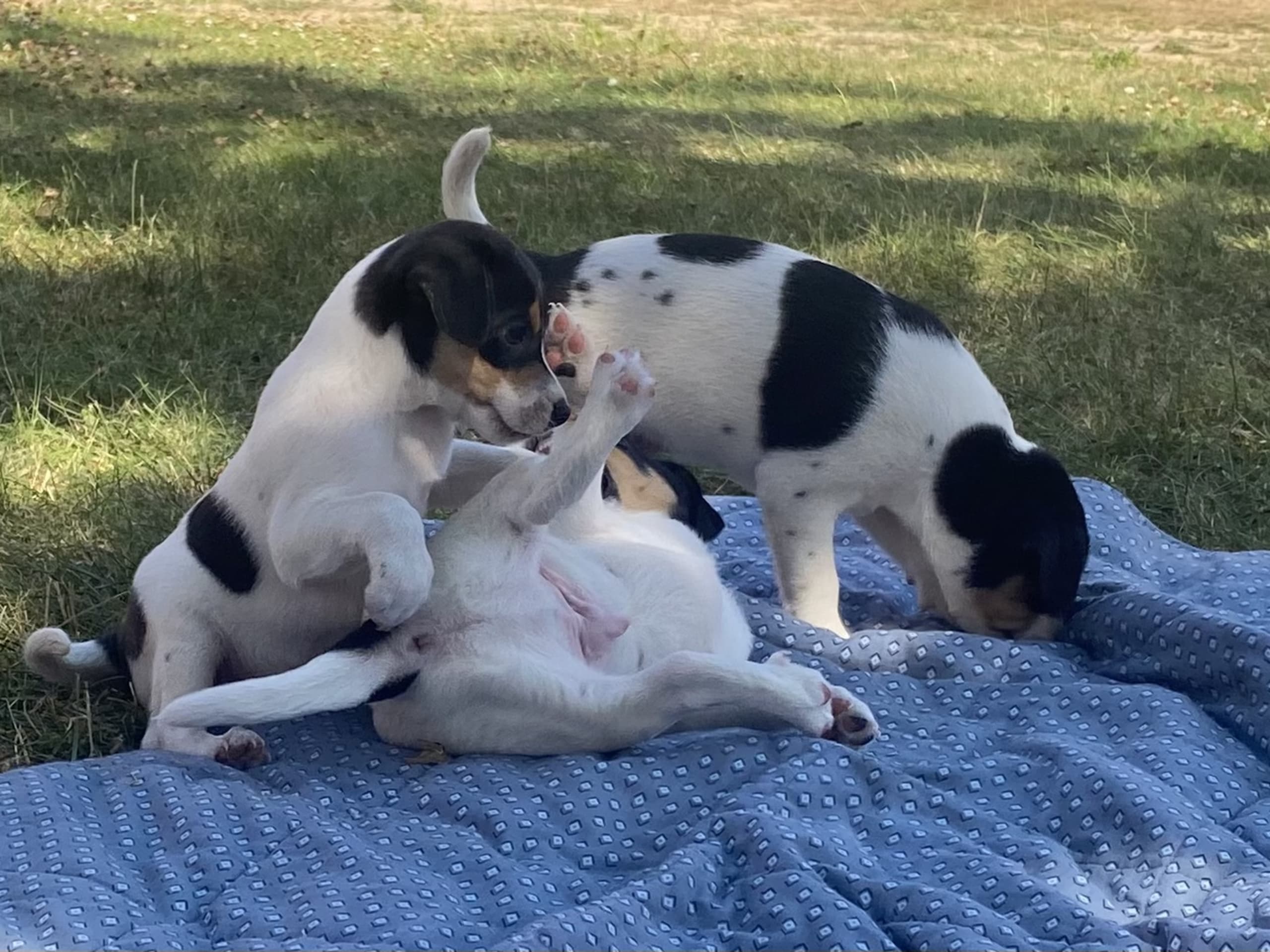 Dansk-svensk gårdhund · Hjørring · Arne Mejlhede