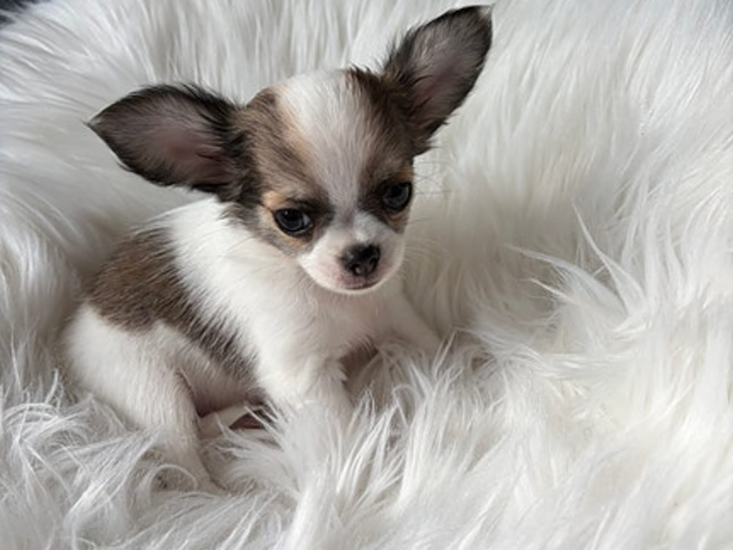 Chihuahua · Jonsvatnet · Sissel Bergdal