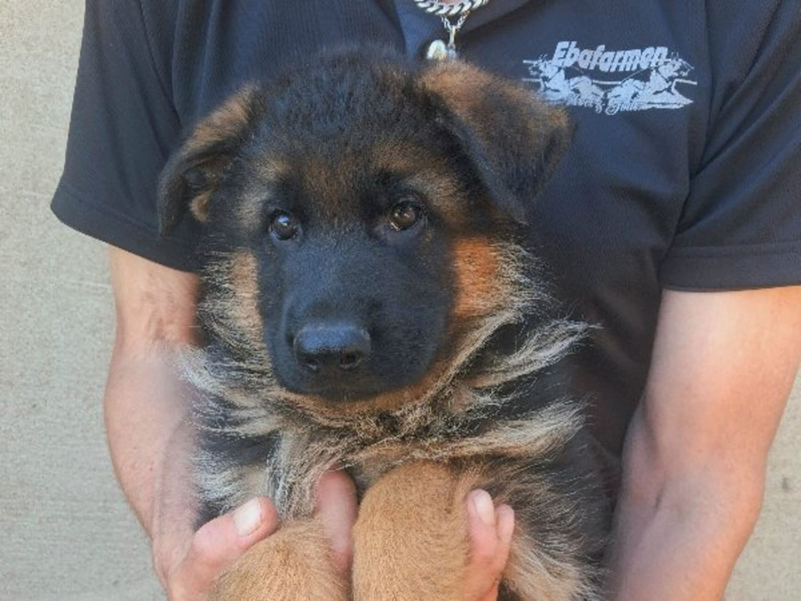Tysk Schäferhund · Sölvesborg · Ebafarmens