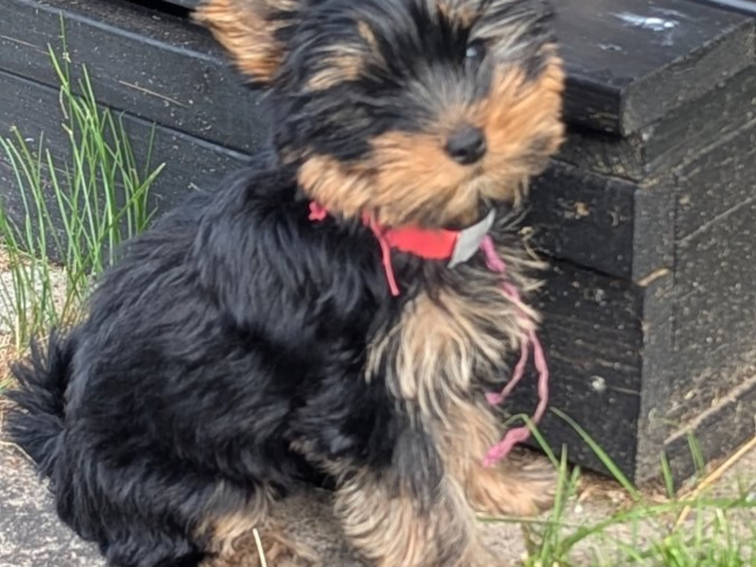 Yorkshire terrier · Hudiksvall · Zweetzayorx
