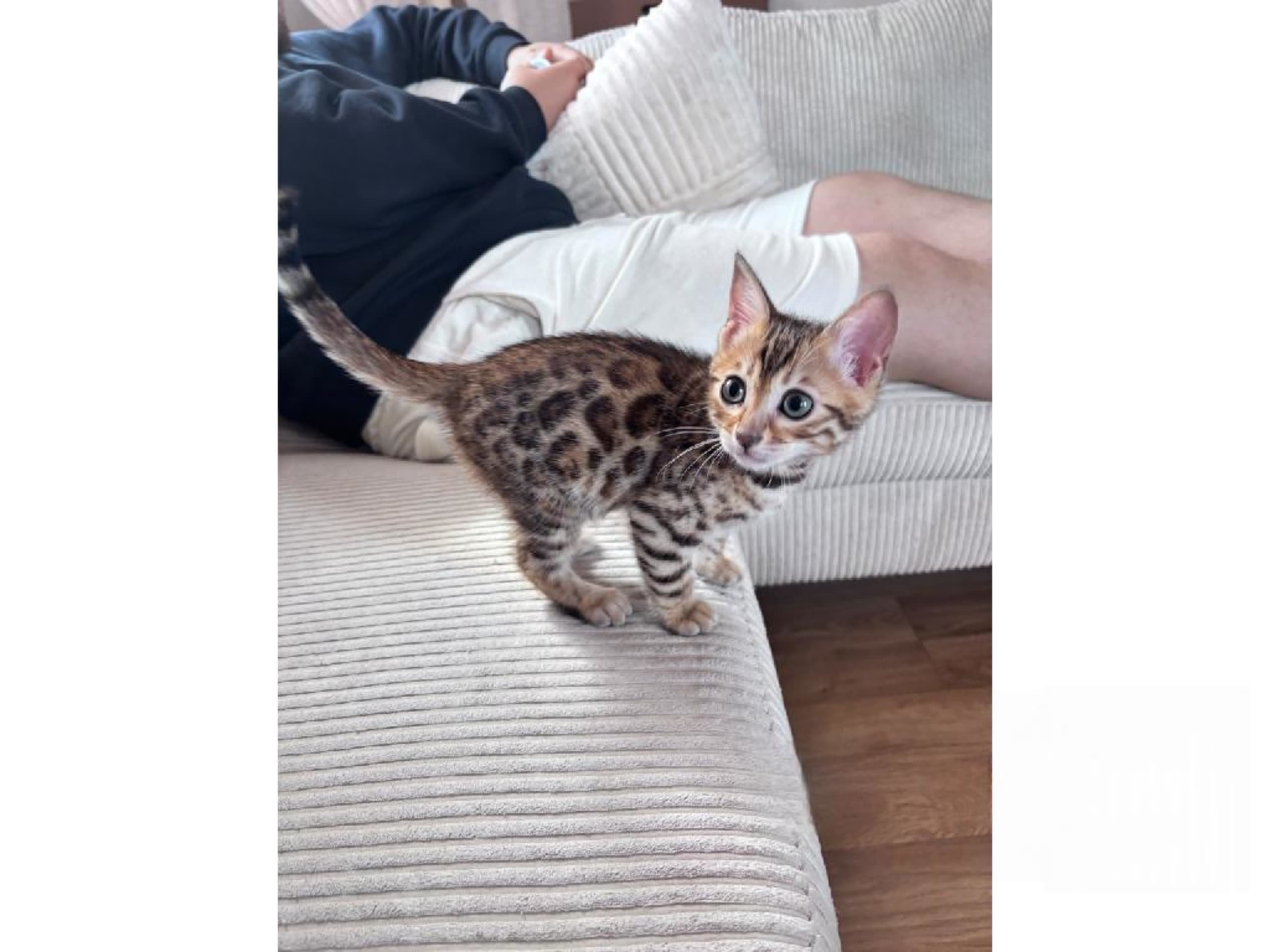 Bengal · Grästorp · SE*Pawspots