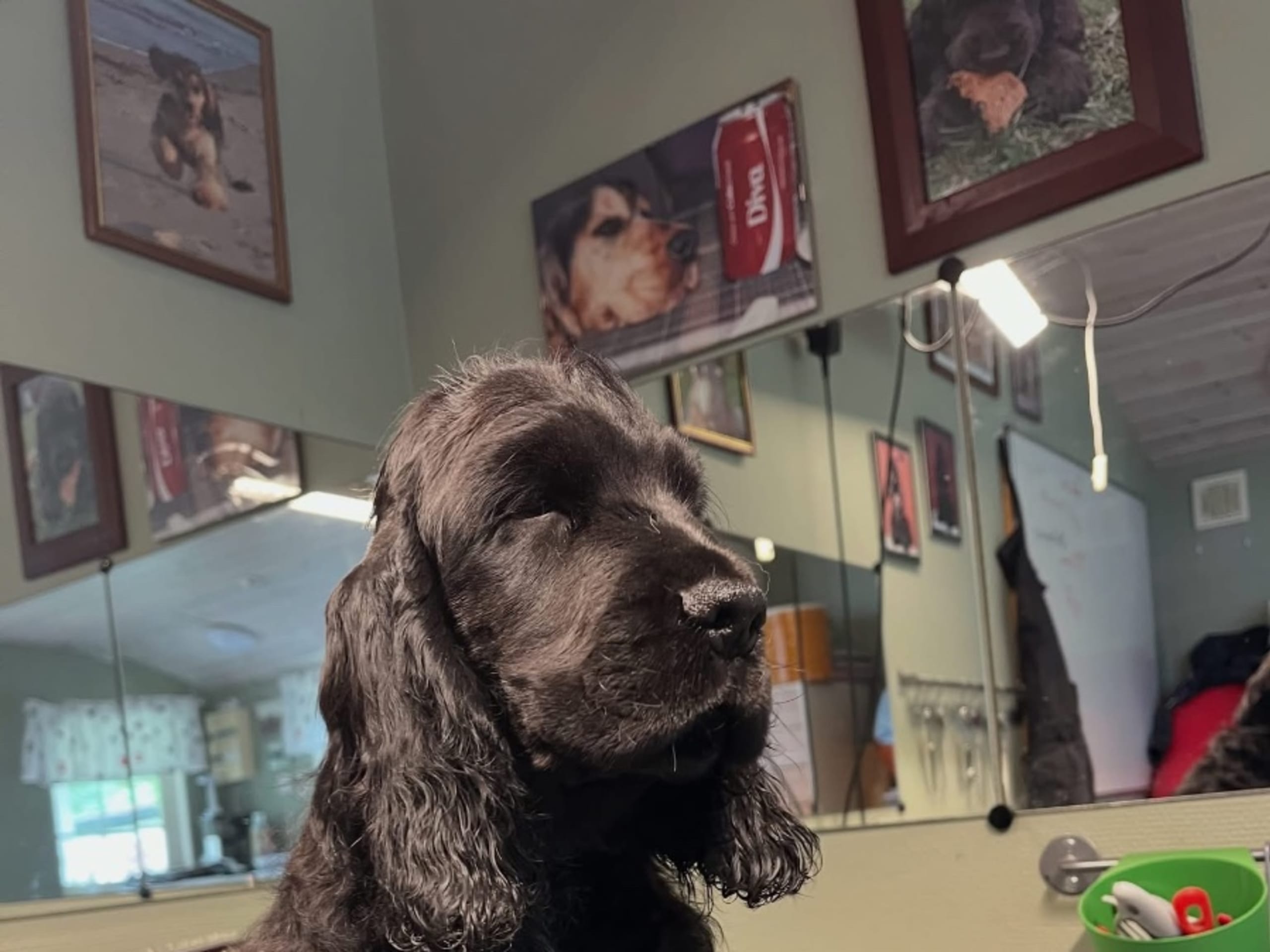Cocker spaniel