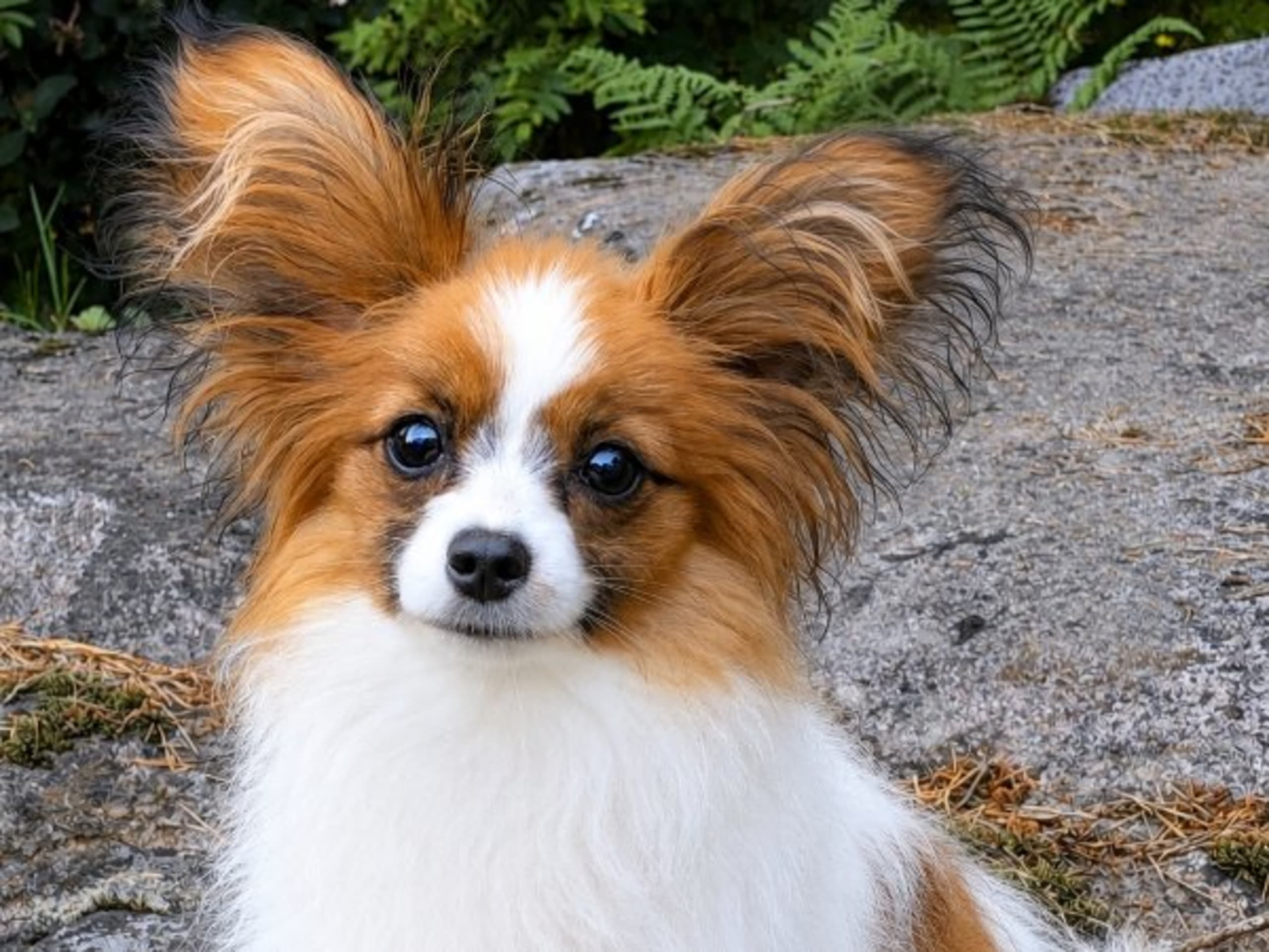 Papillon · Järfälla · Chadyline