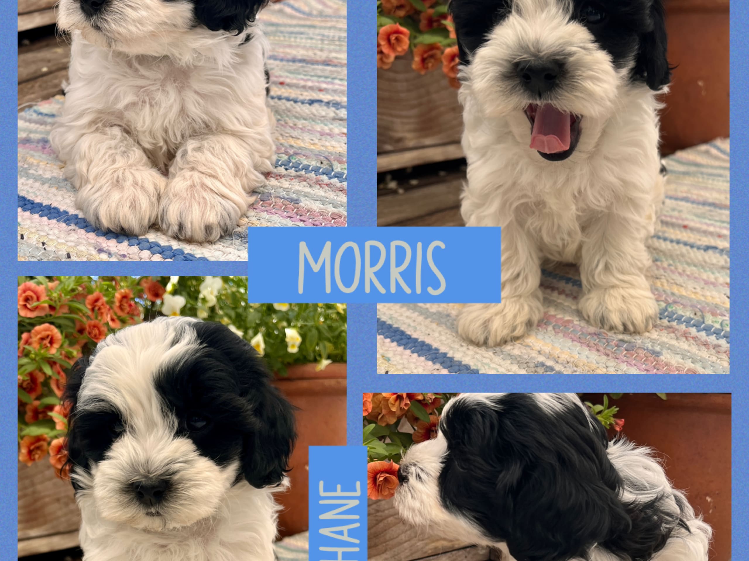 Maltipoo