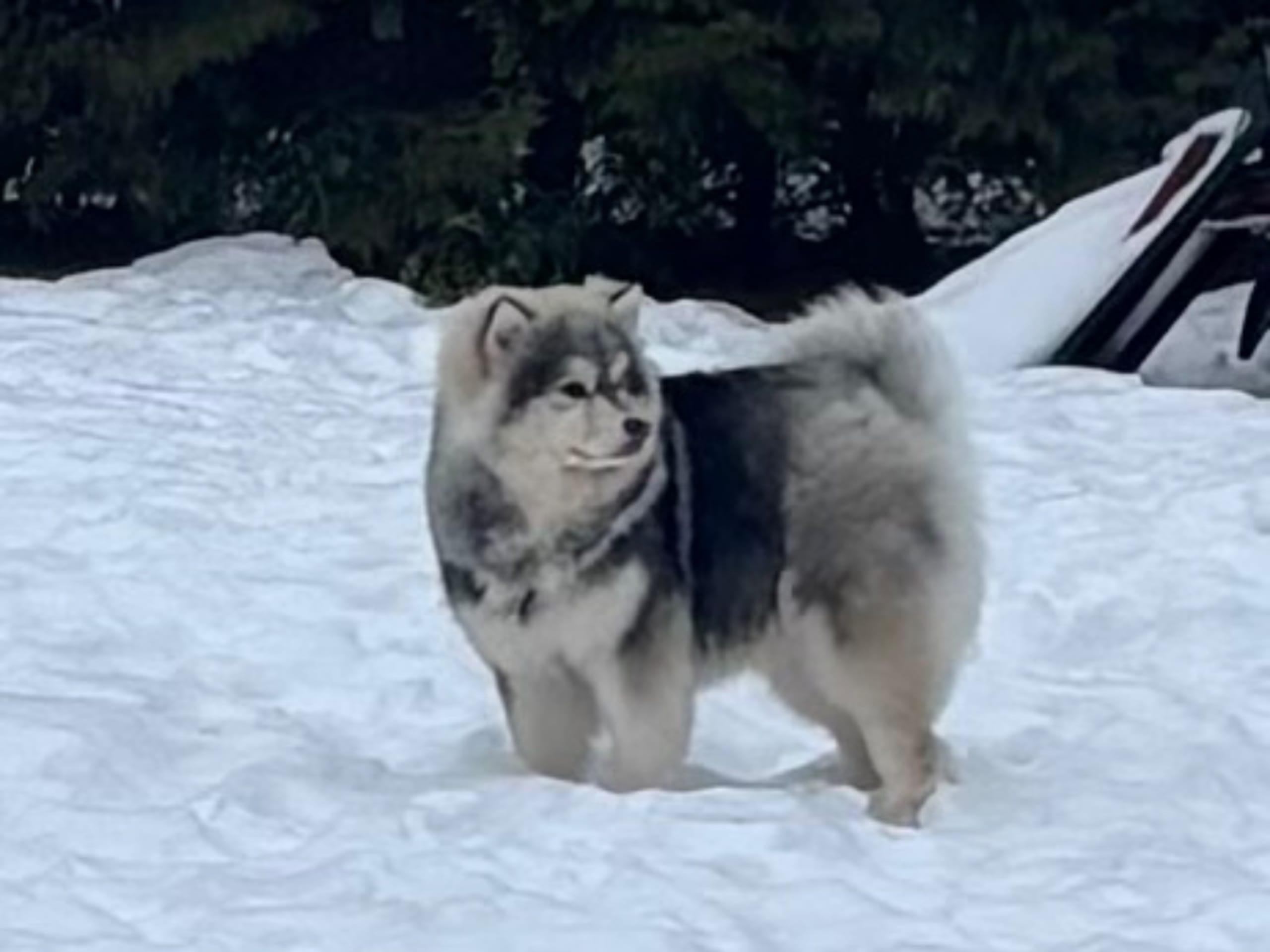 Finnish Lapphund · Sorunda · Samerajerna’s kennel