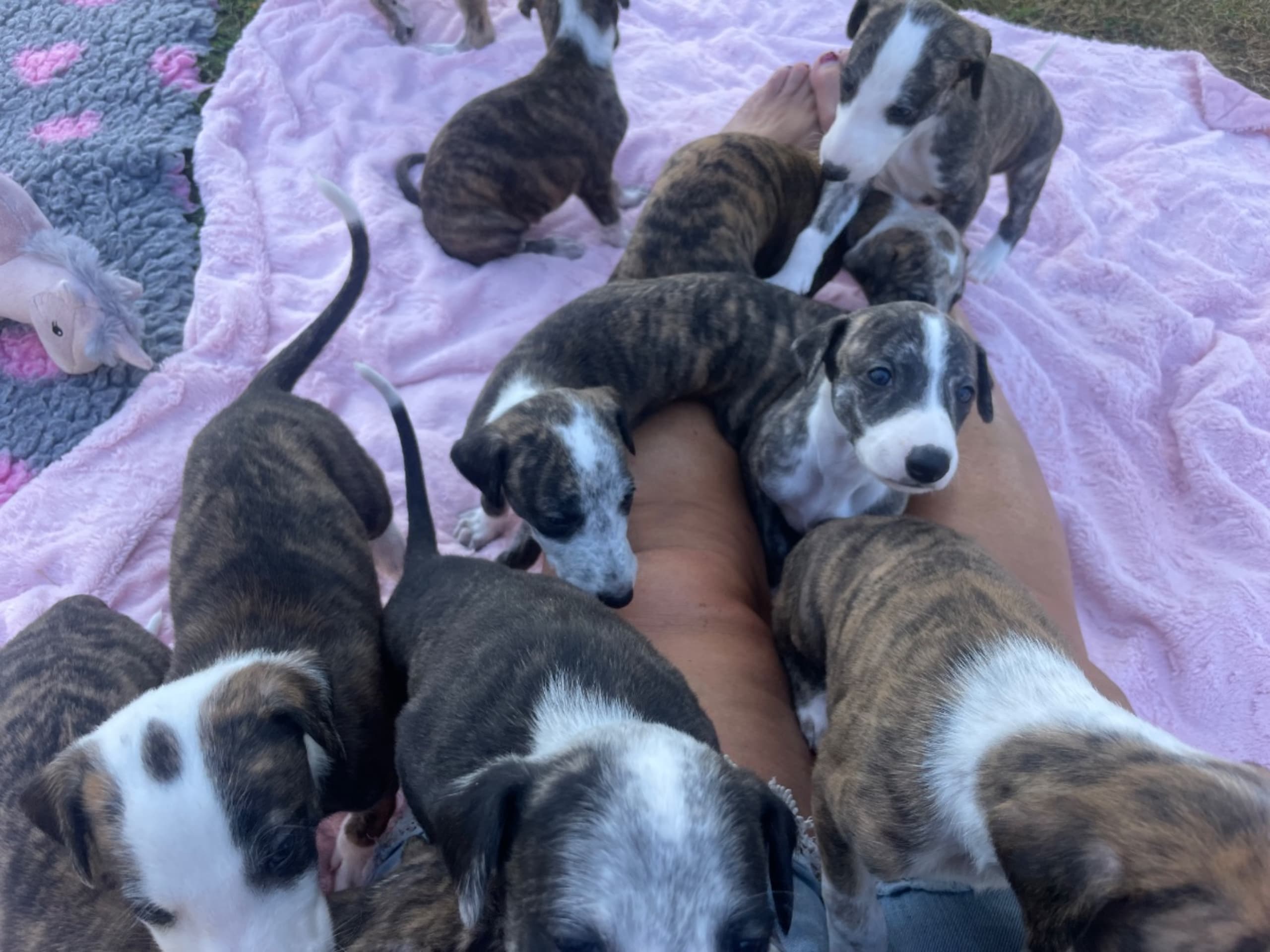 Spanish Greyhound · Vallda · Zakeya's