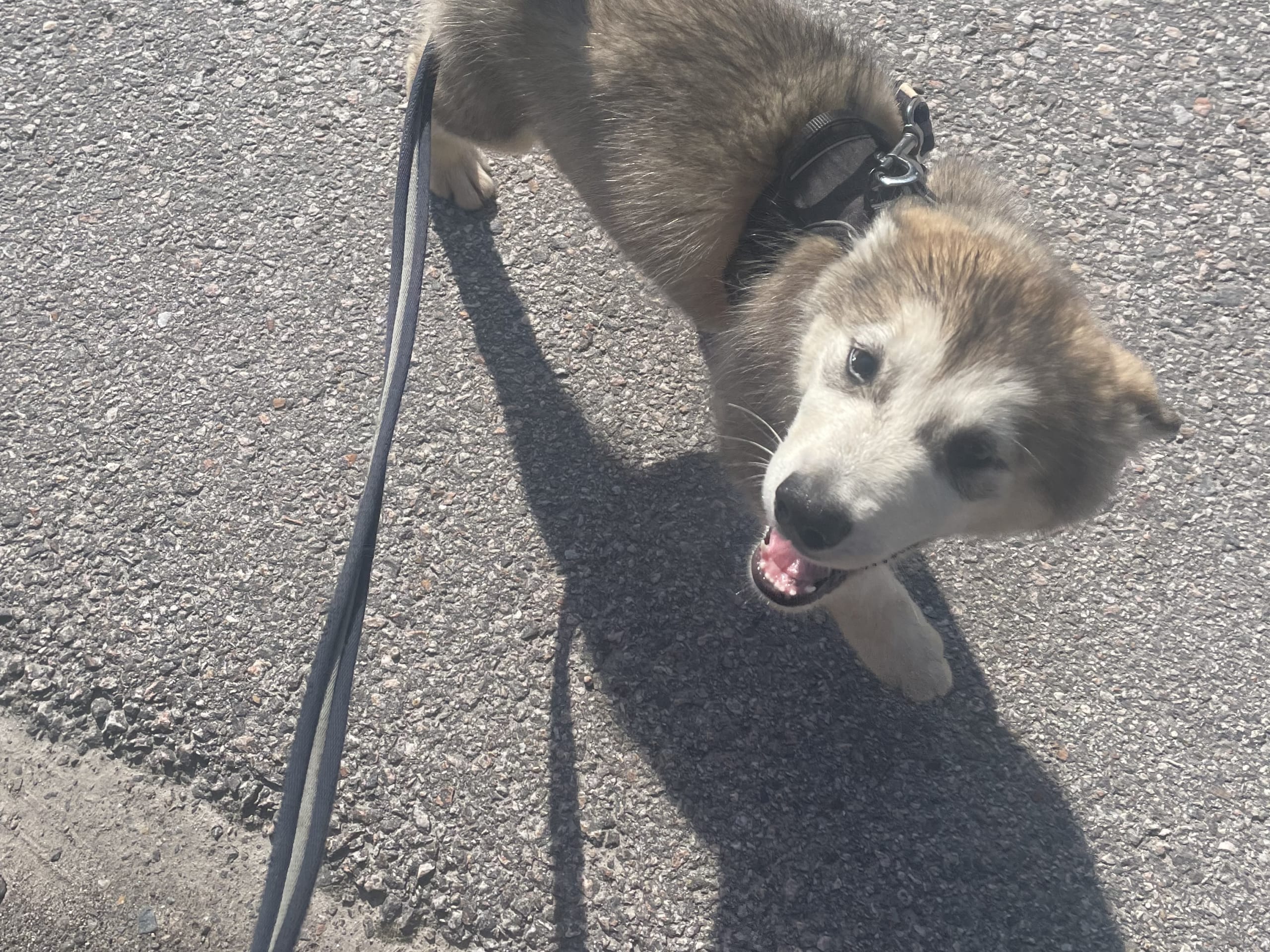 Alaskan Malamute · Ankarsvik · Alaska malamute