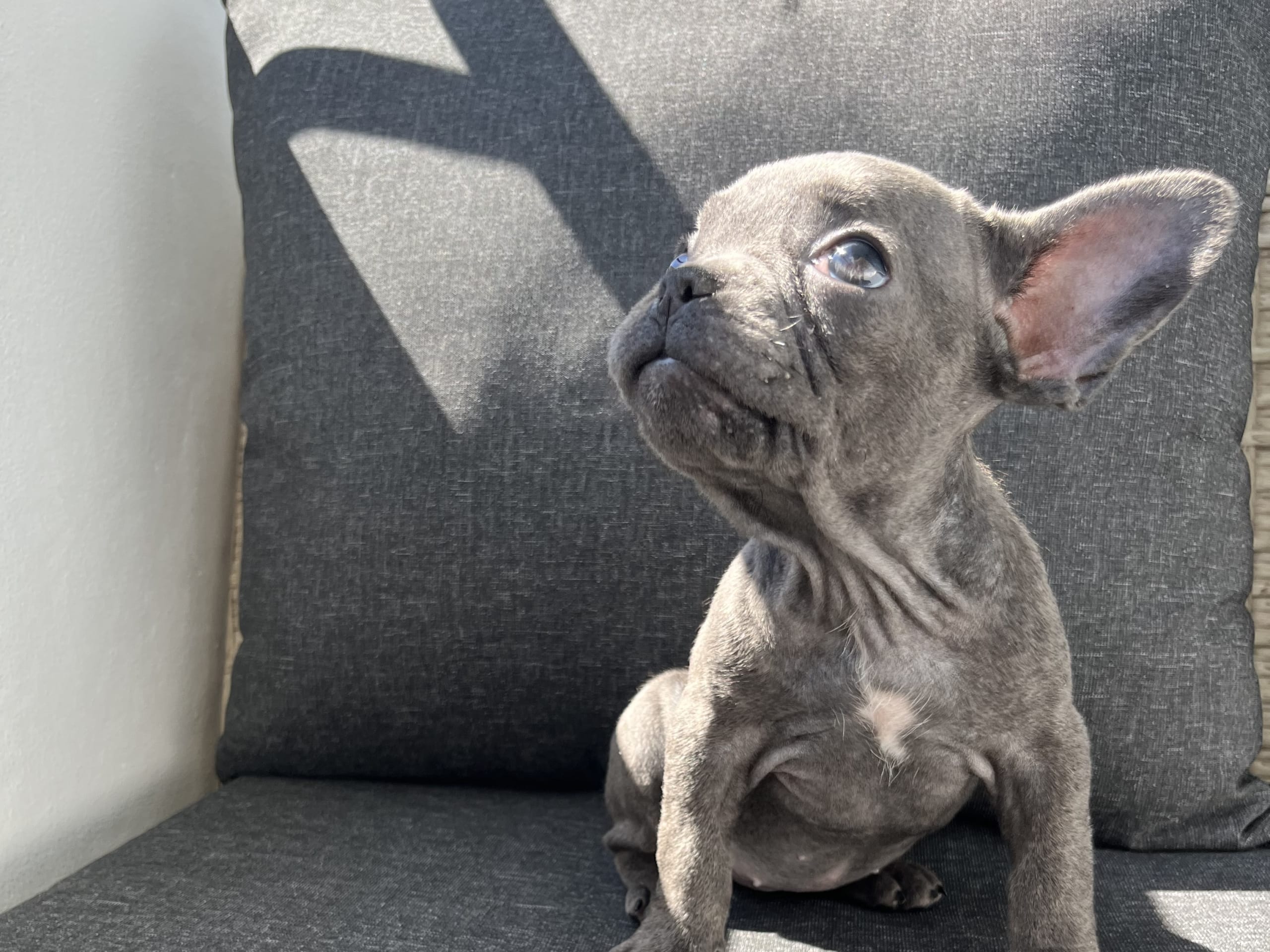 French Bulldog · Norrköping · Emiras frallor