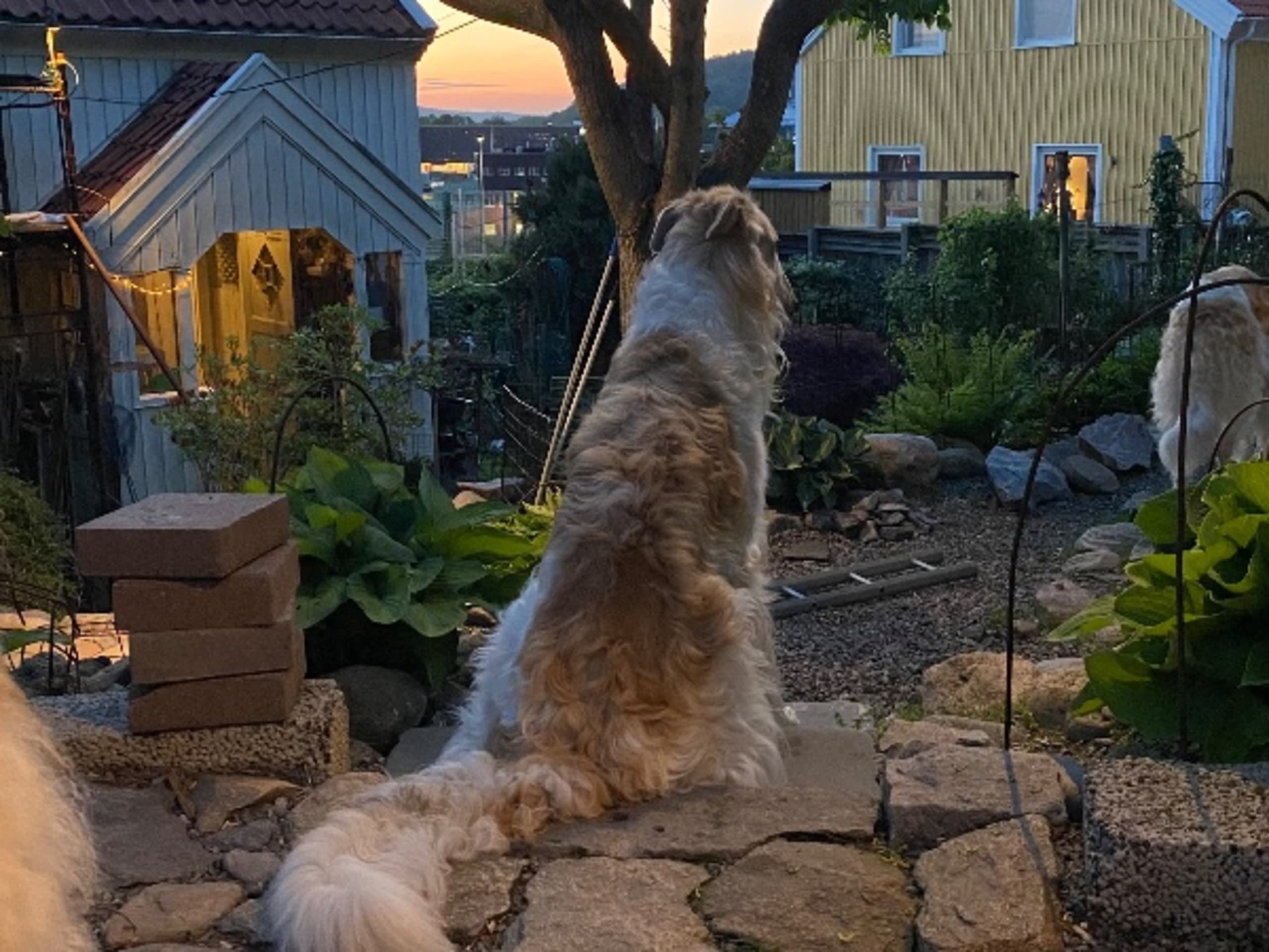 Borzoi · Göteborg · Velikij
