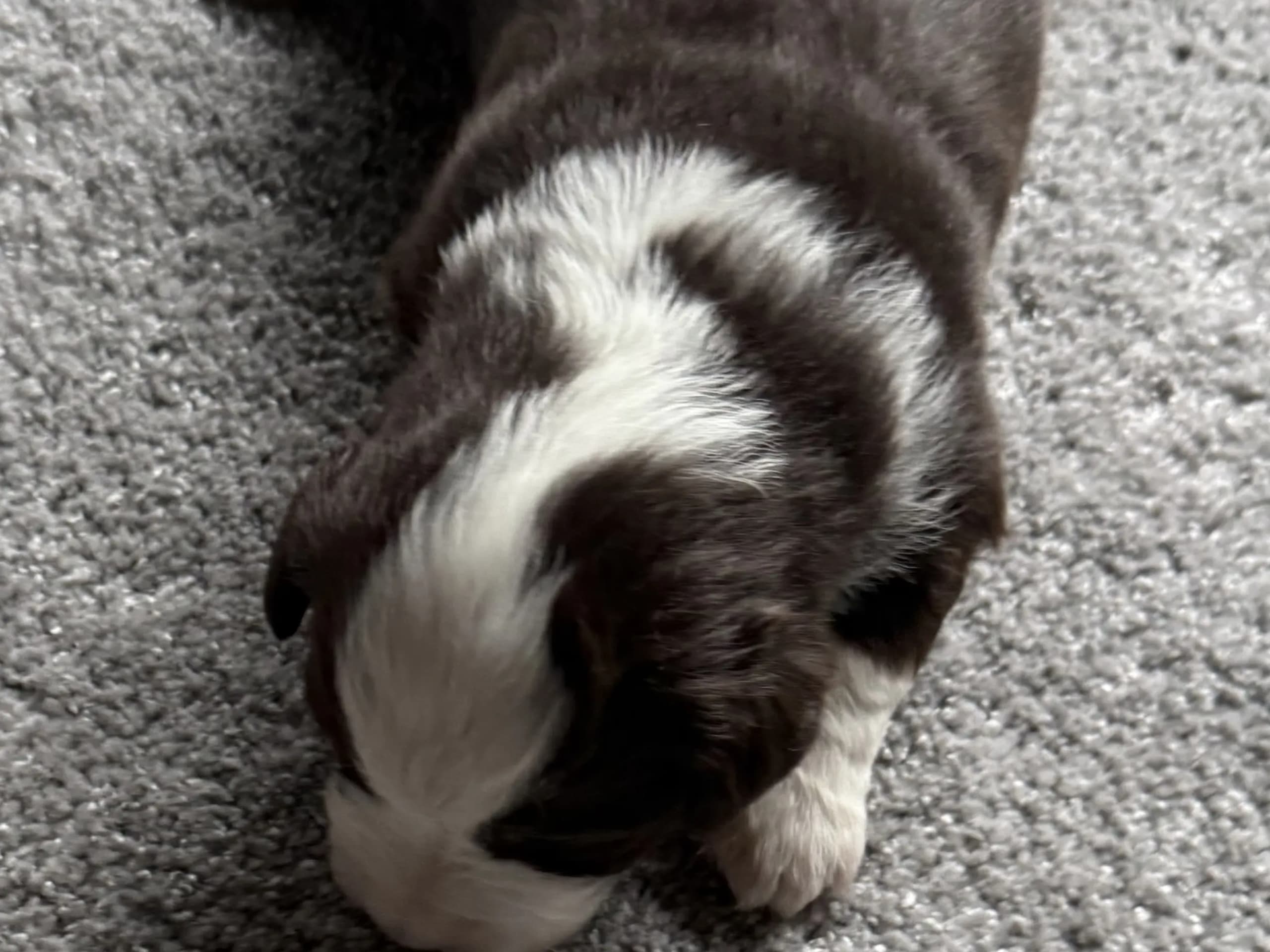 Miniature American Shepherd · Beitstad · Rita Iren Dalberg