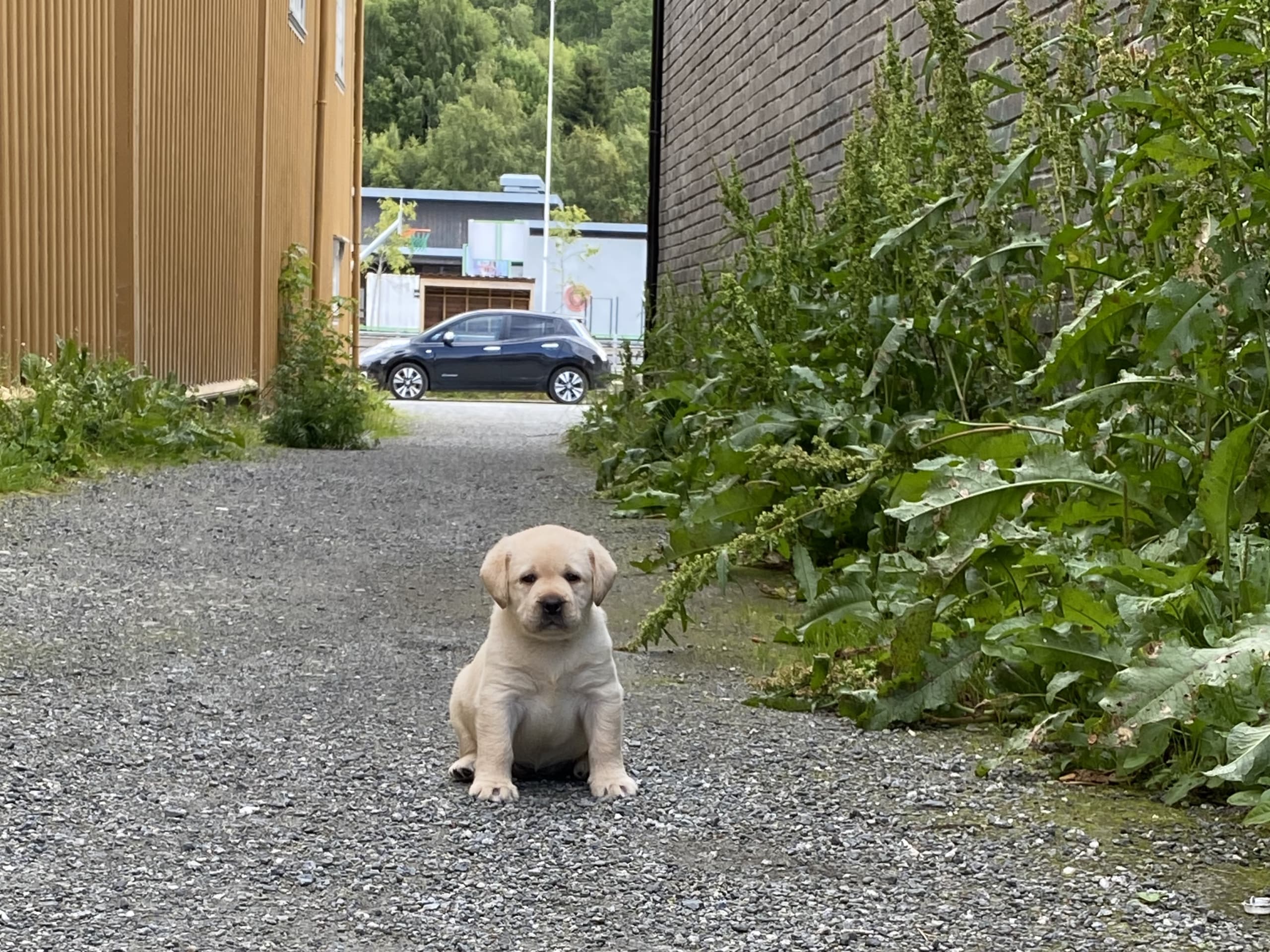 Labrador retriever · Svorkmo · Lyonette