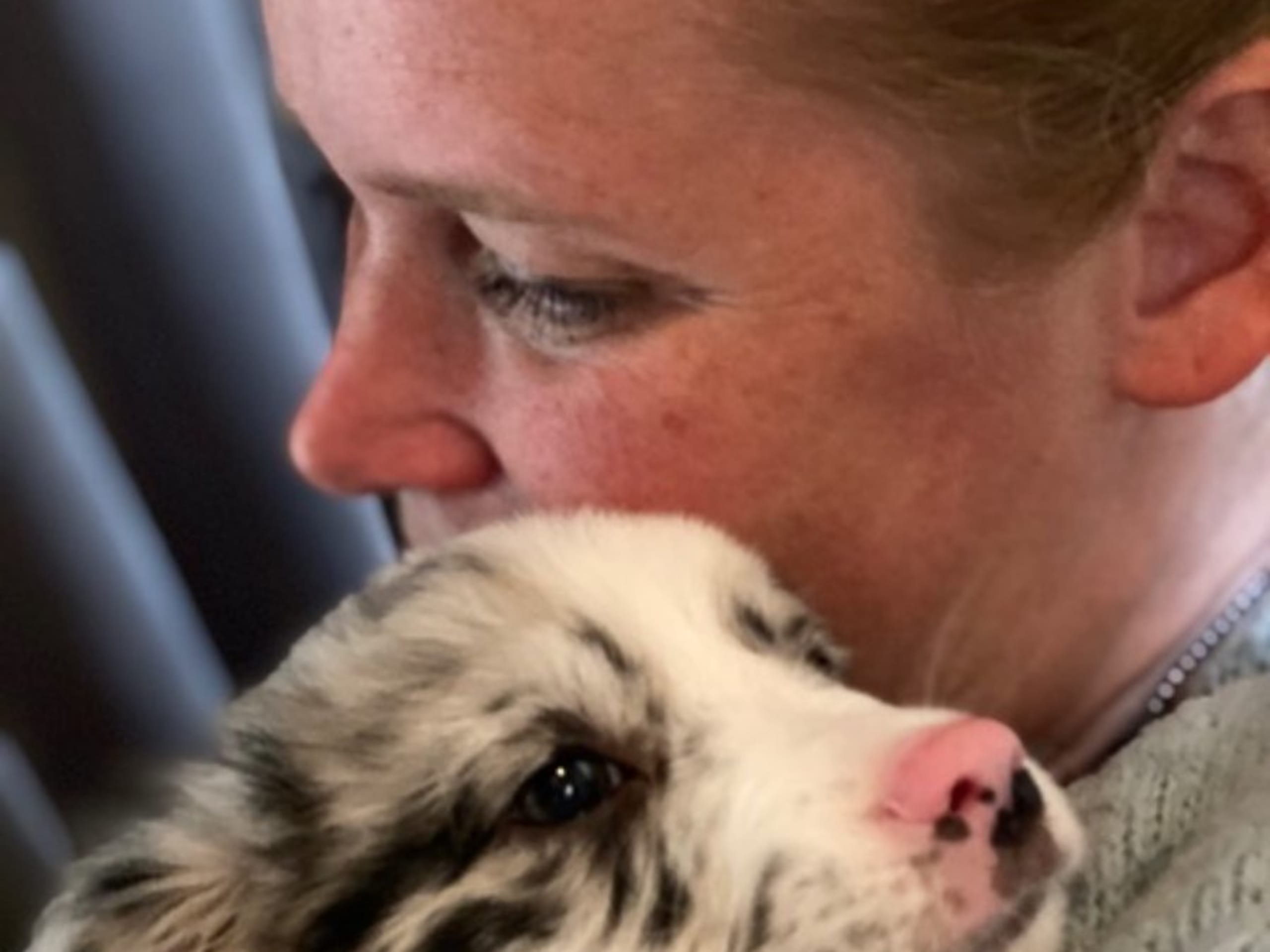Miniature american shepherd · Skepplanda · Sagolika Mas