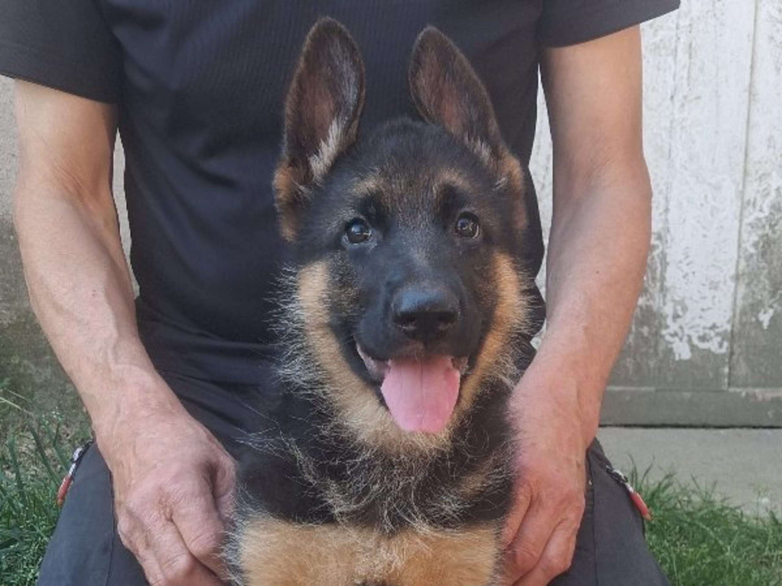 Tysk Schäferhund · Sölvesborg · Ebafarmens