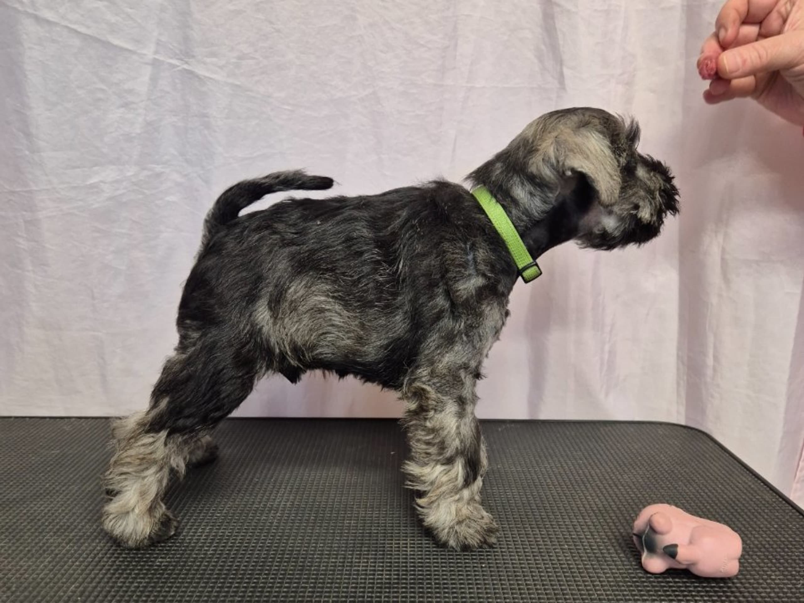 Miniature Schnauzer · Västervik · ELOFINS KENNEL