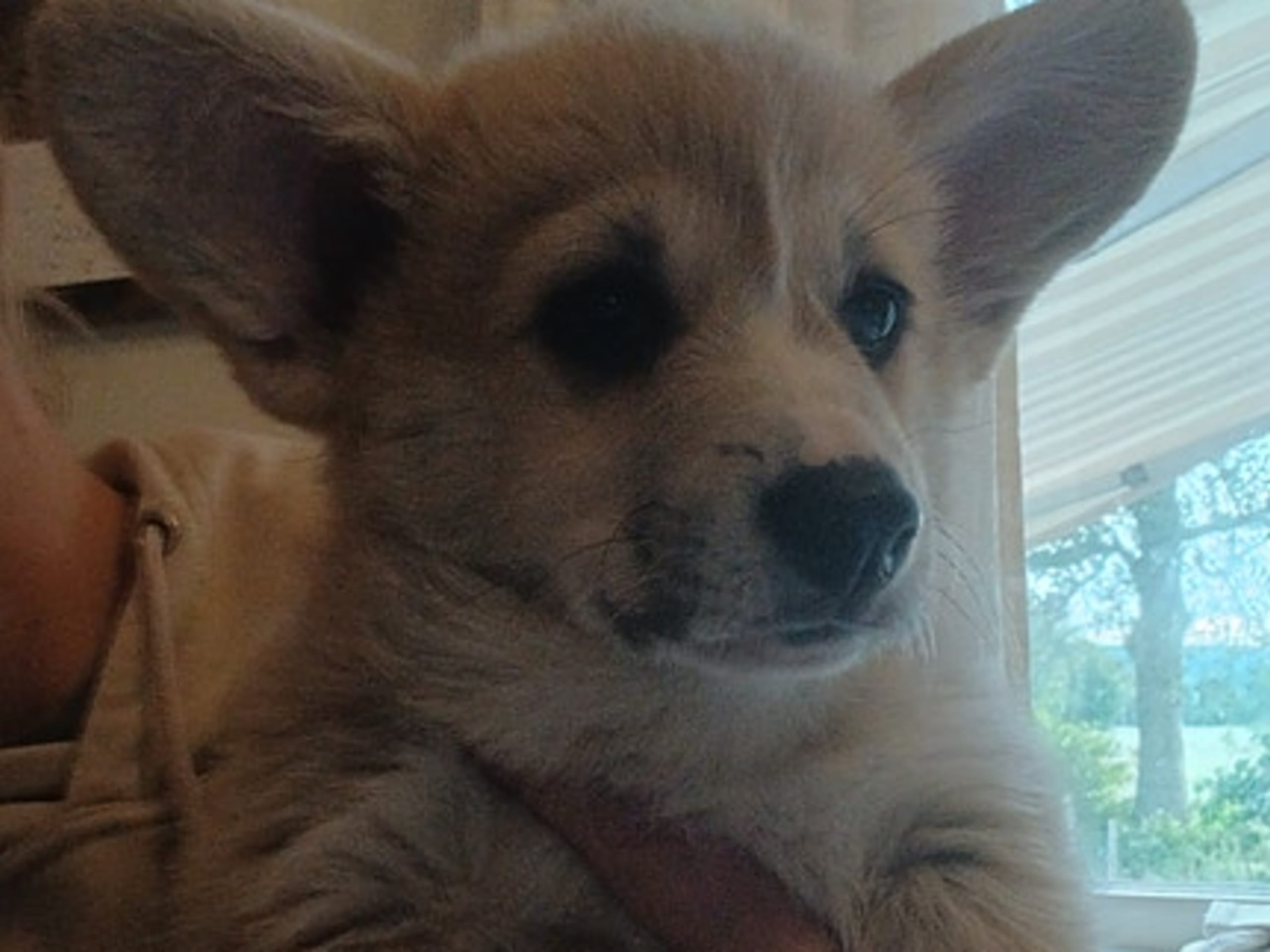 Welsh corgi pembroke · Tobøl · Karianne Cowle Øverby