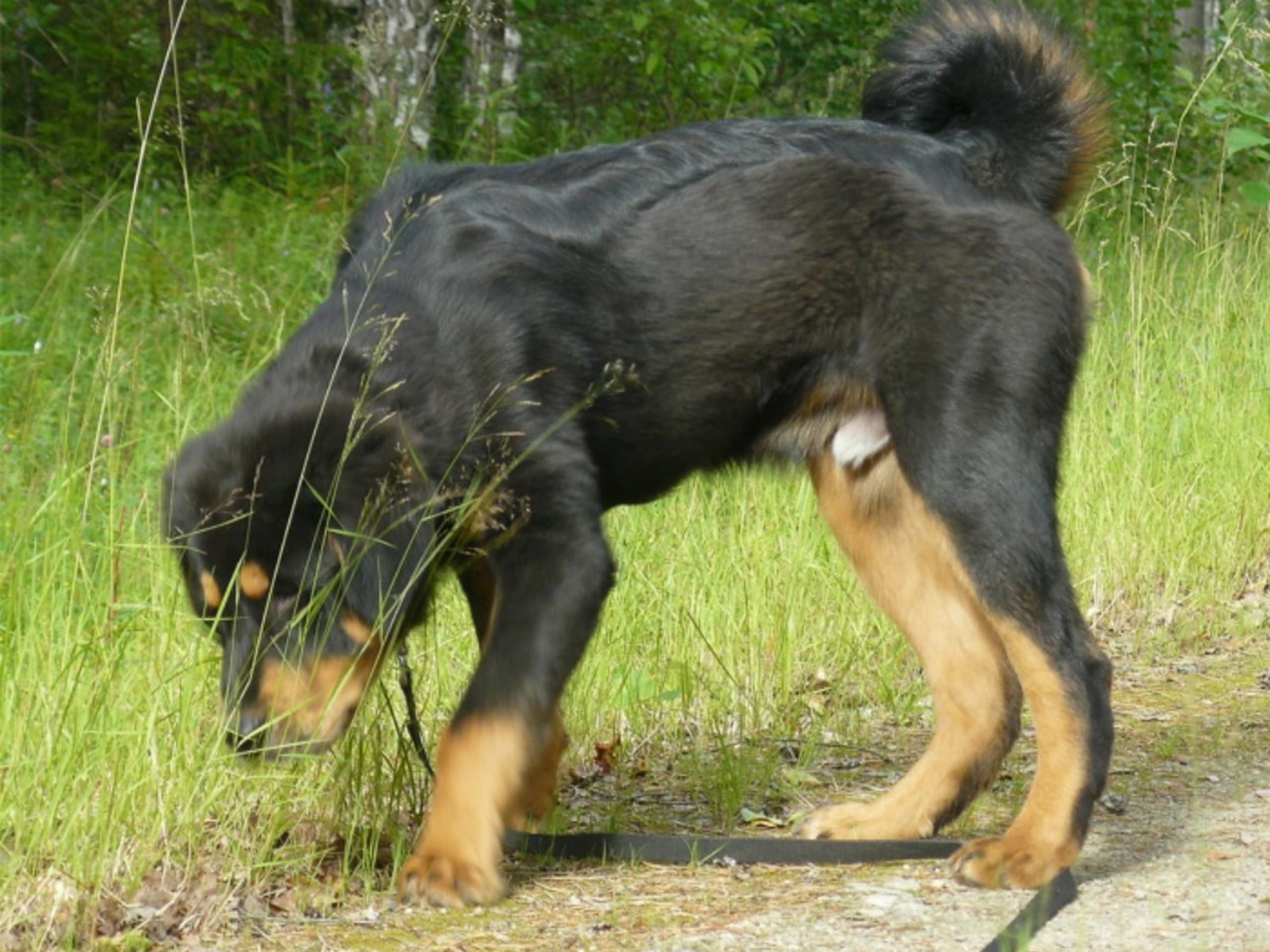 Tibetan Mastiff · Piteå · Gangs'ri Khyi