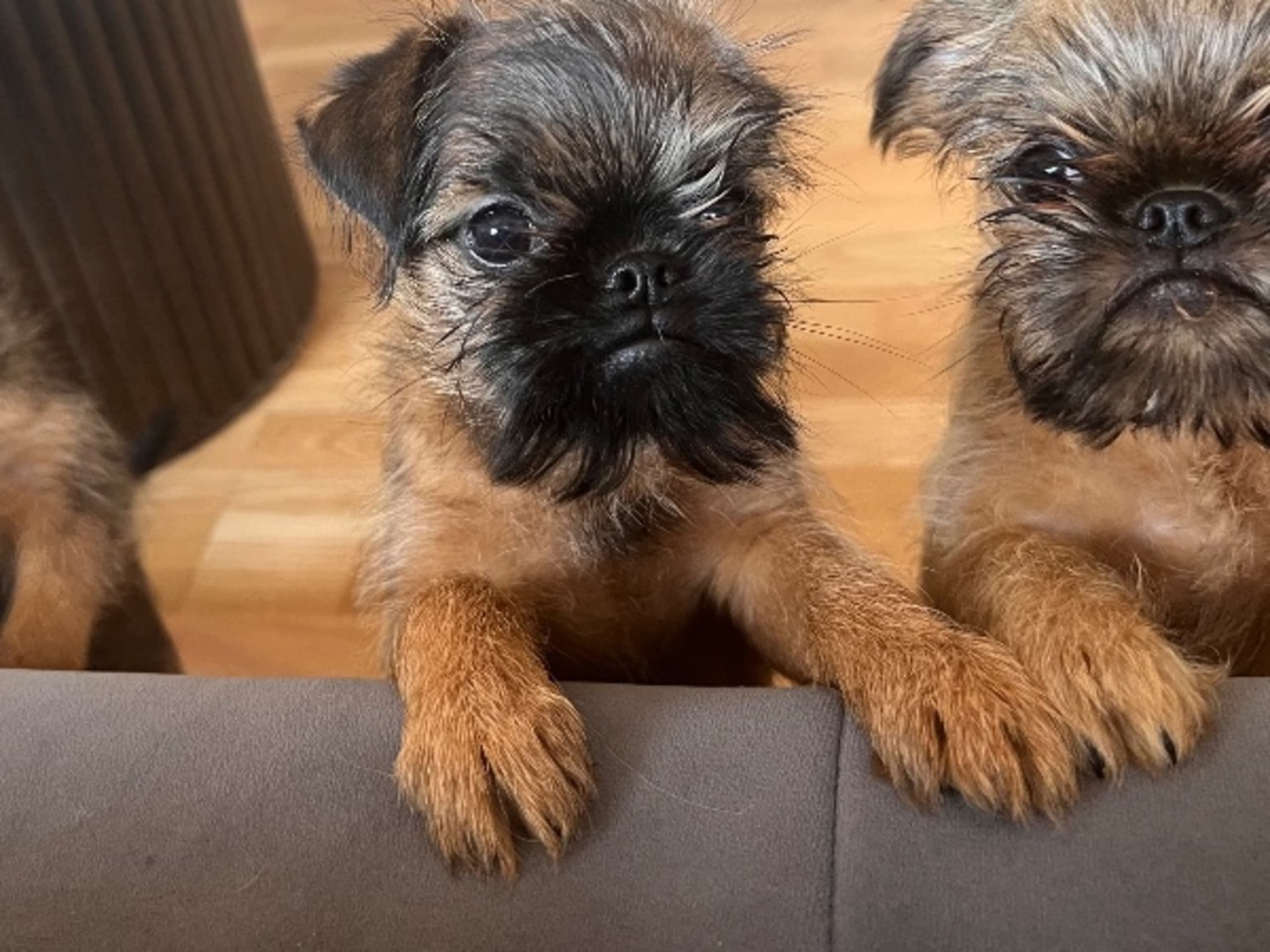 Brussels Griffon · Tyresö · Diddelinos