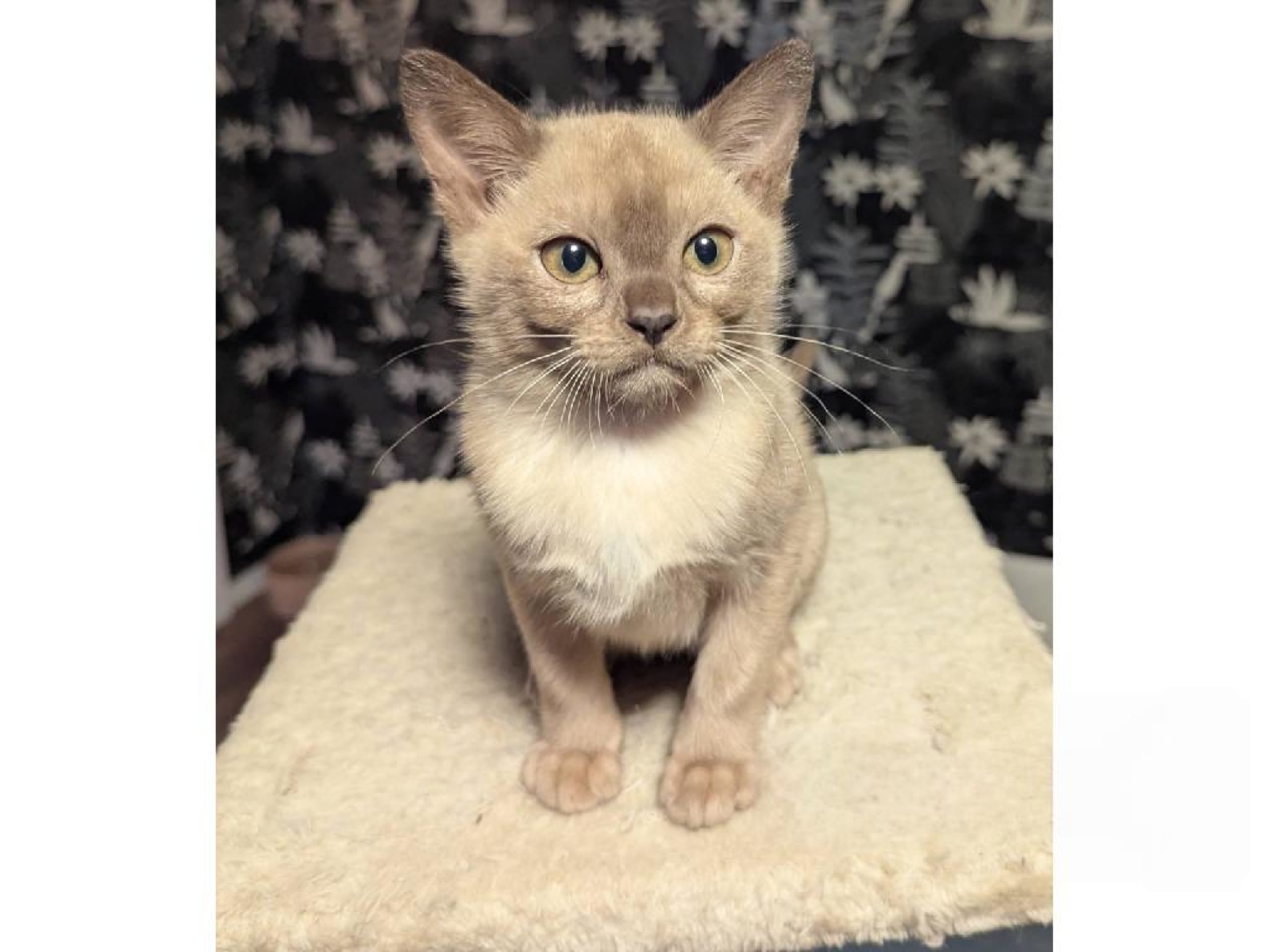 Burma (Sacred Birman) · Hjärup · S*Piapizzi's