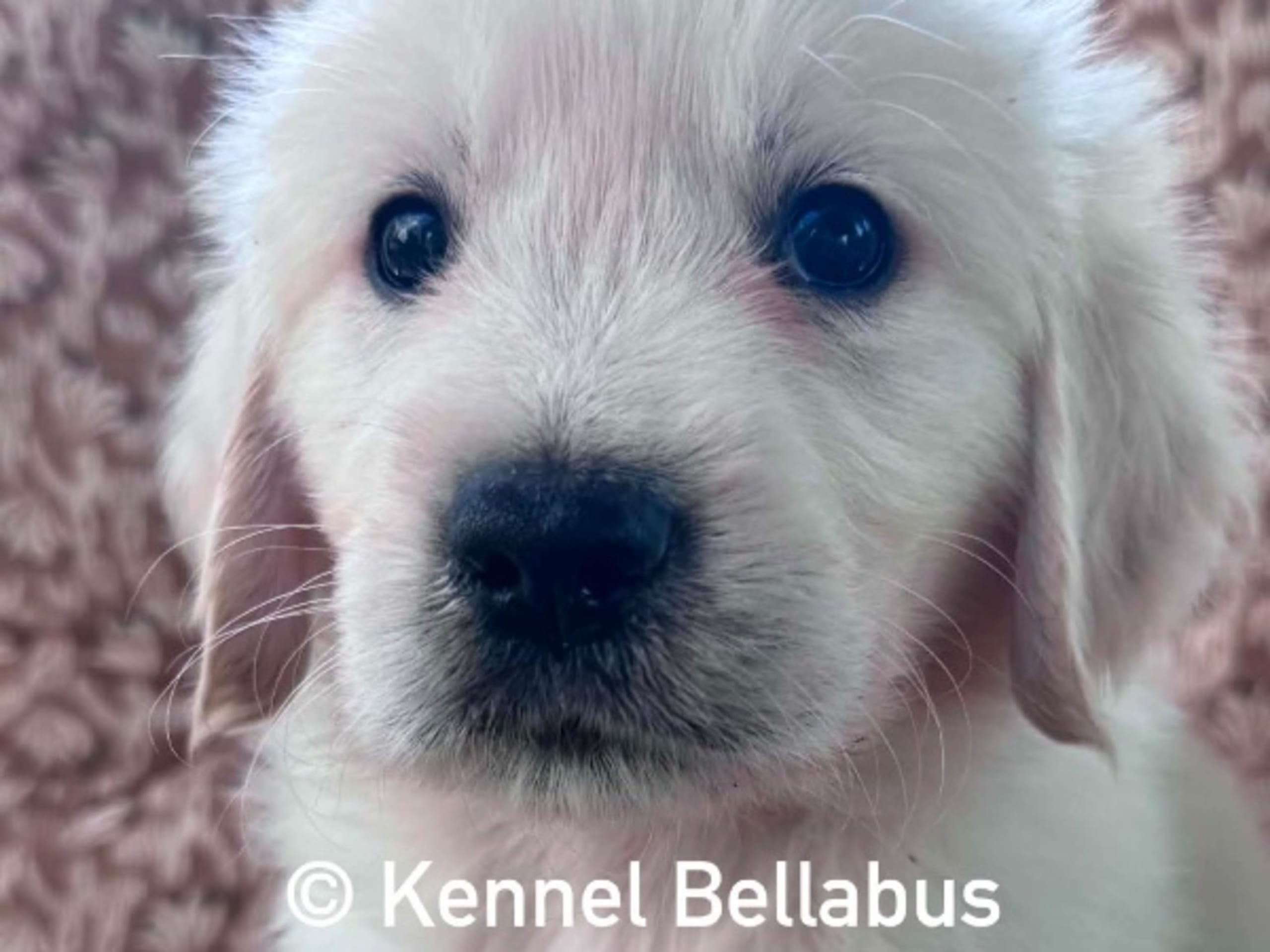 Golden retriever · Hökerum · Bellabus