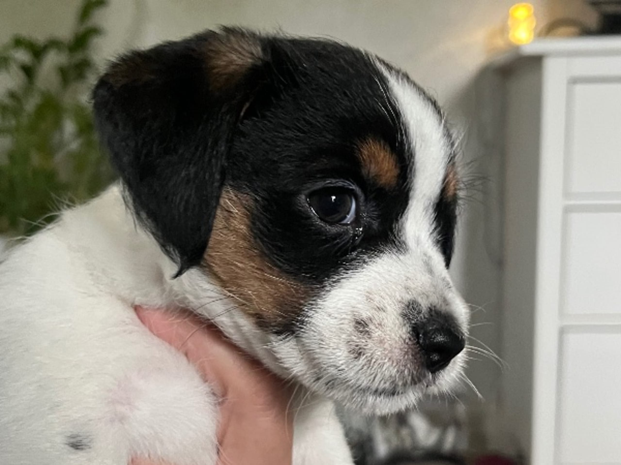Jack russell terrier