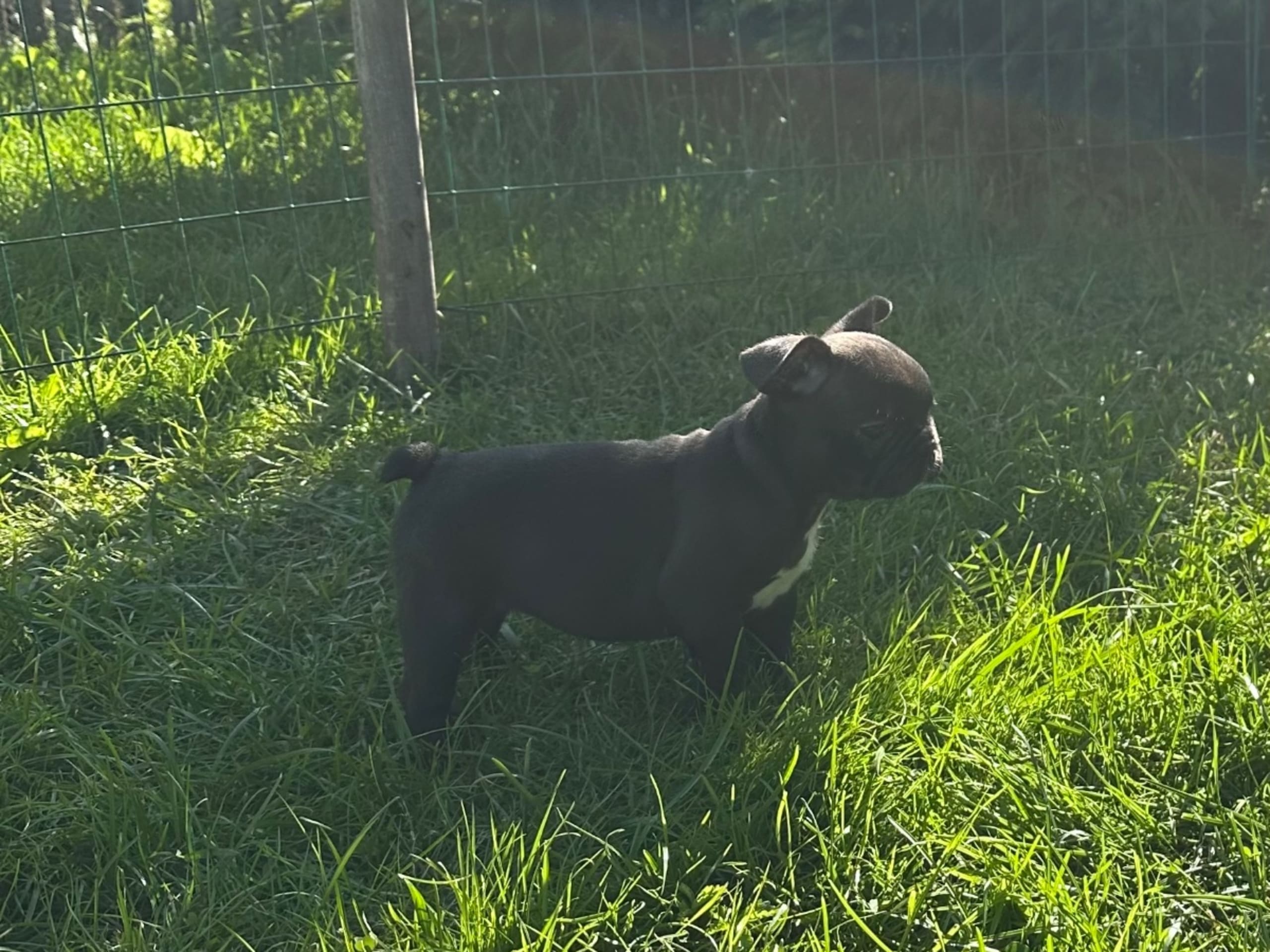 Fransk bulldogg · Kvicksund · Frideborgs