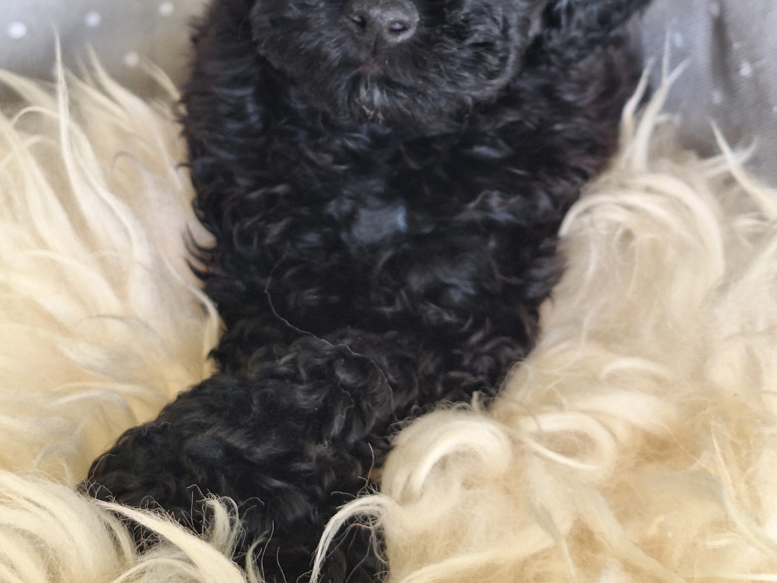 Miniature Poodle · Upplands väsby · Ingen kennel