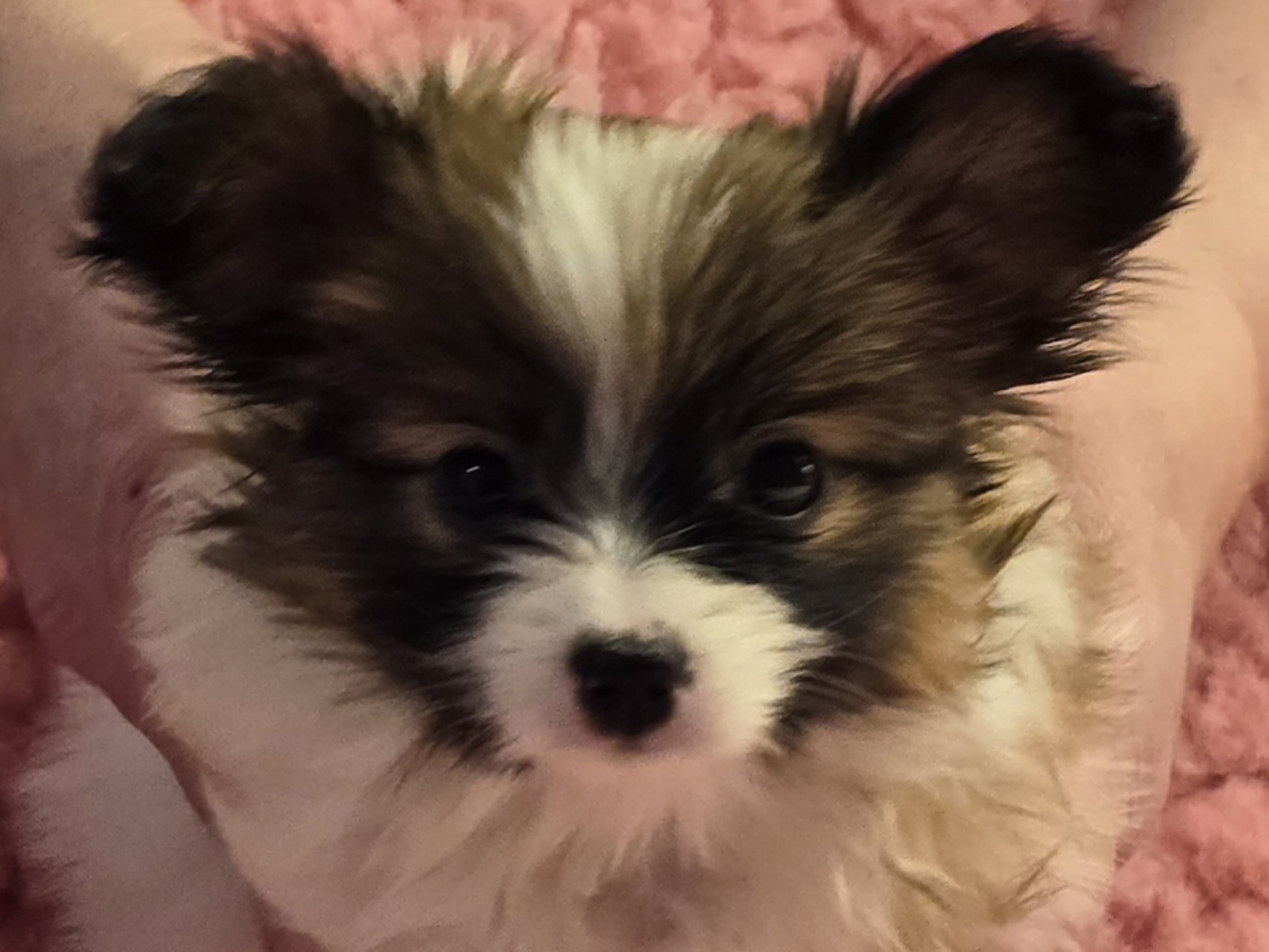 Papillon