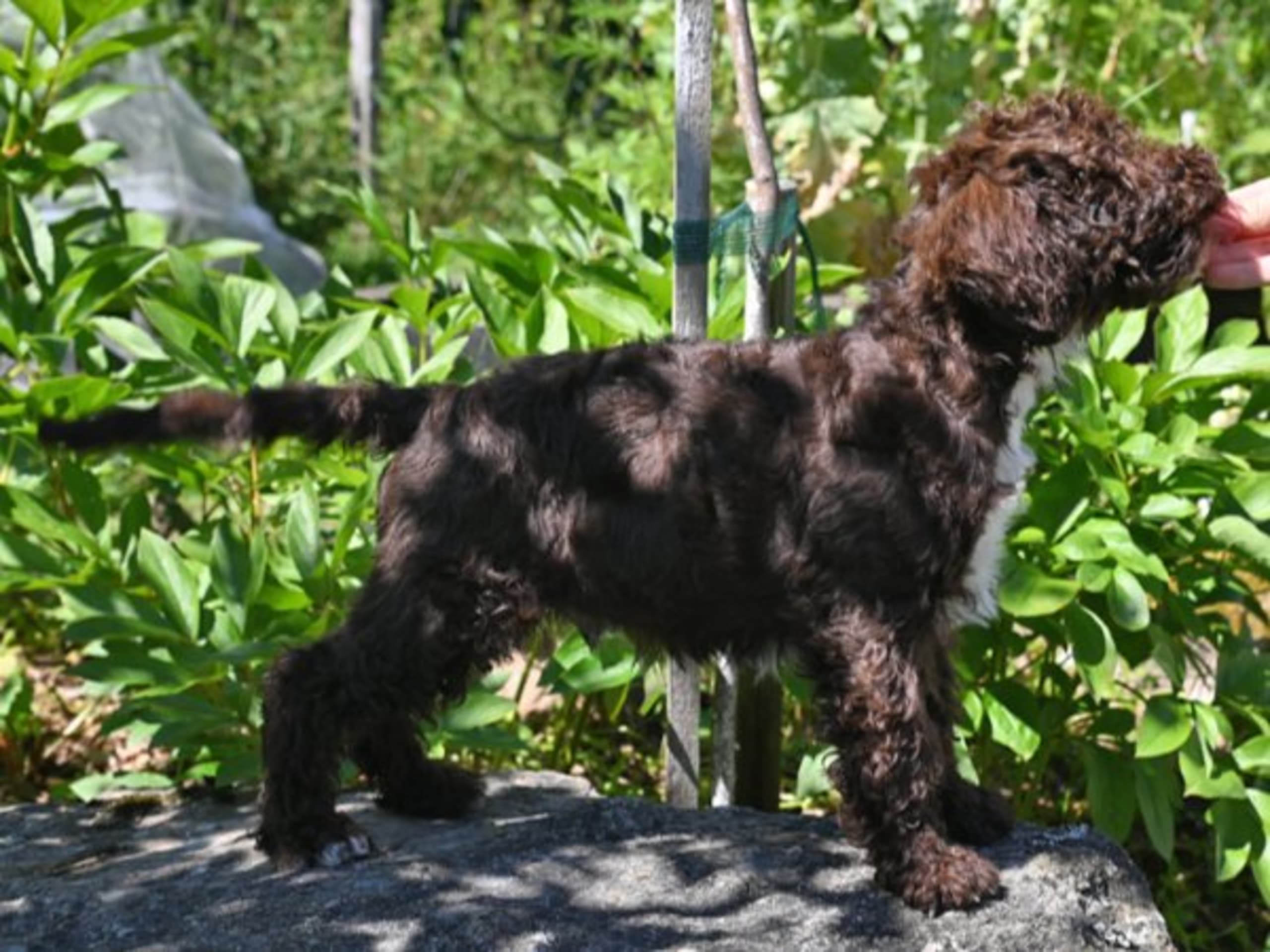Lagotto romagnolo · Gullspång · Hesiodos