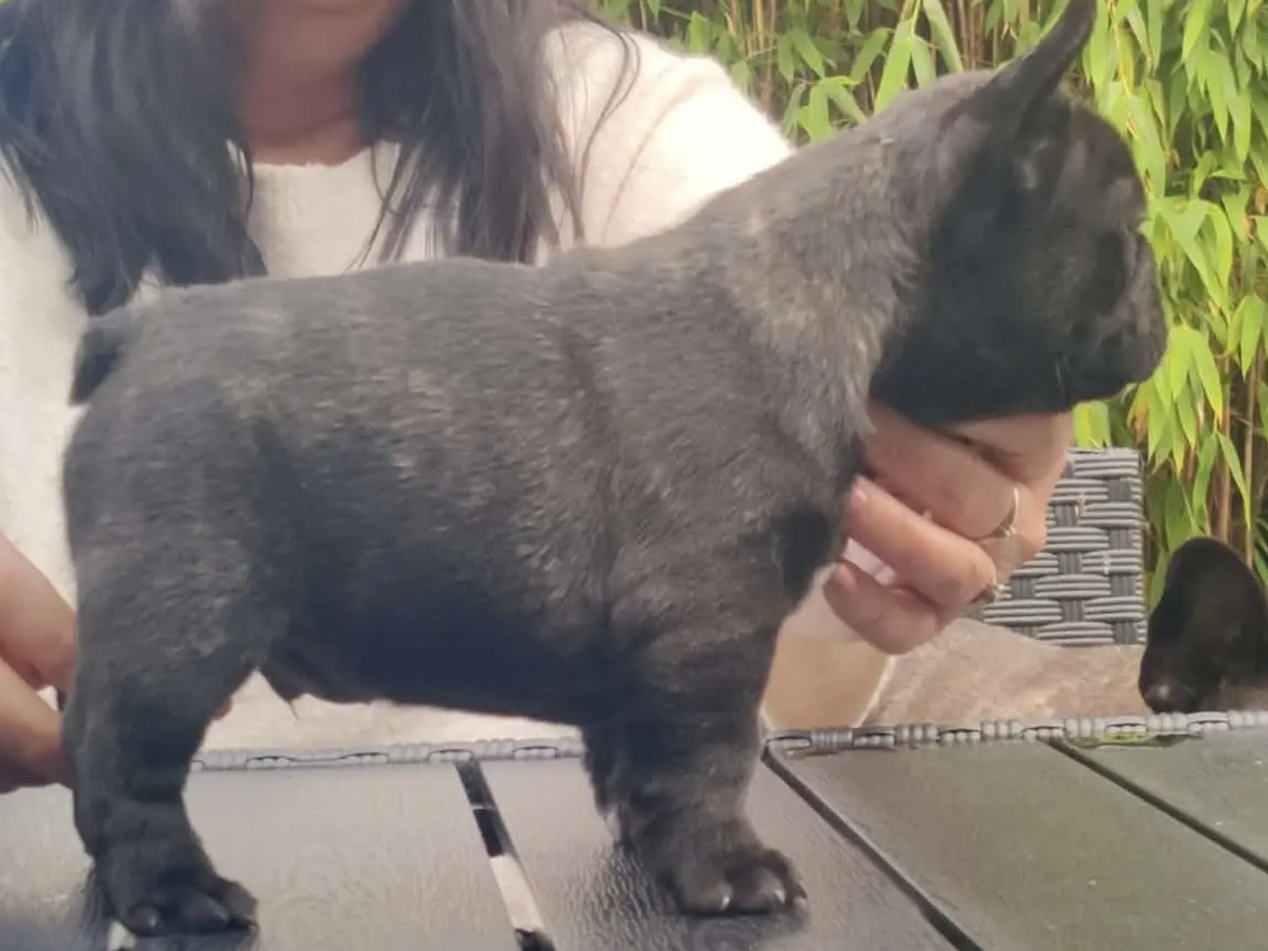 French Bulldog · Haugesund · Linda Jørgensen