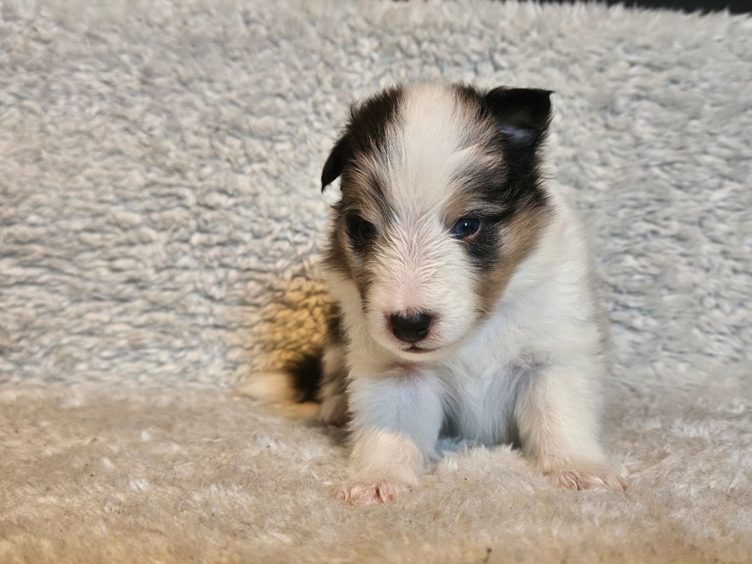 Shetland Sheepdog · Staffanstorp · Therese Williamsdotter