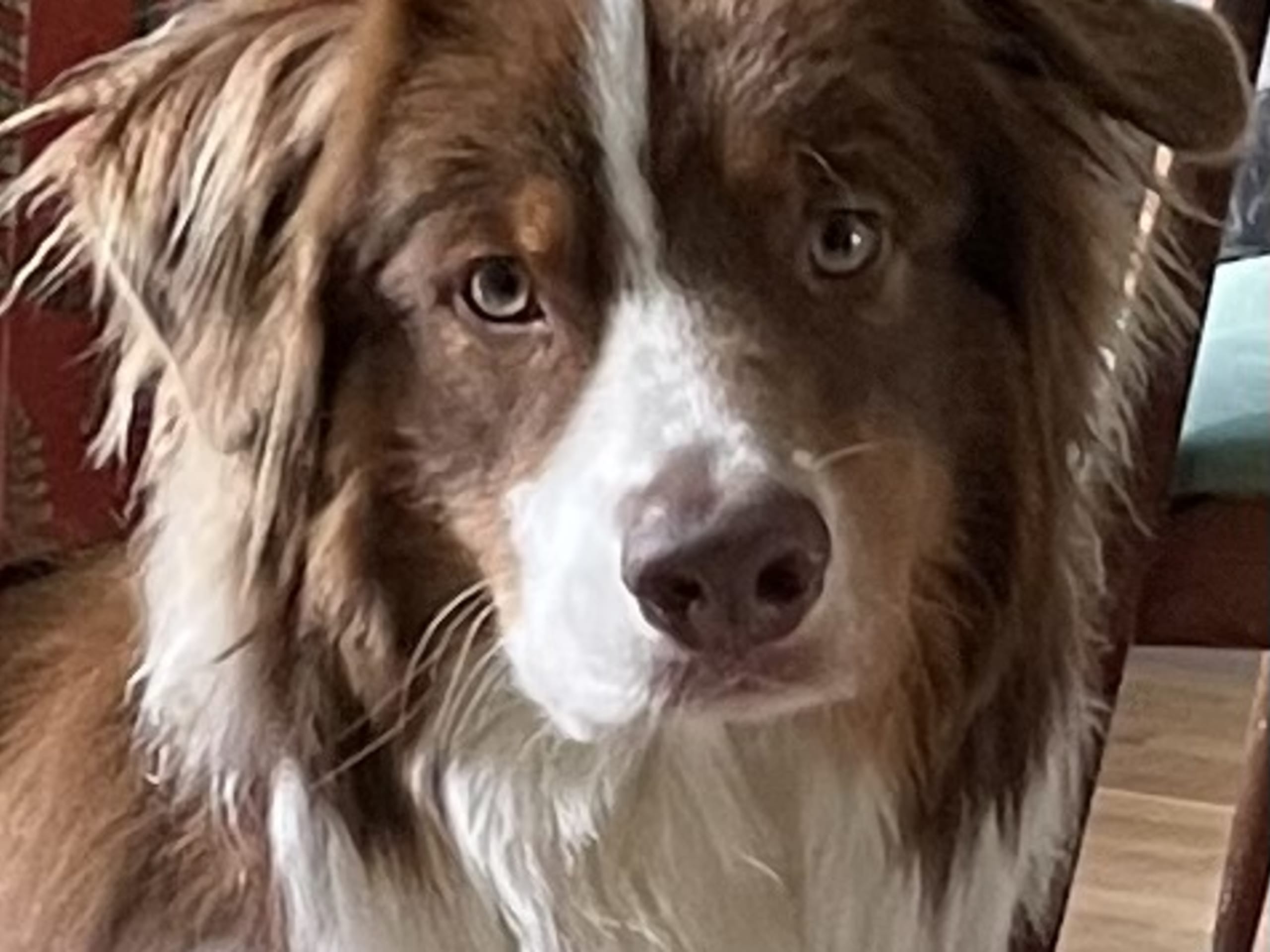 Australian shepherd · Lidingö · Christina P.