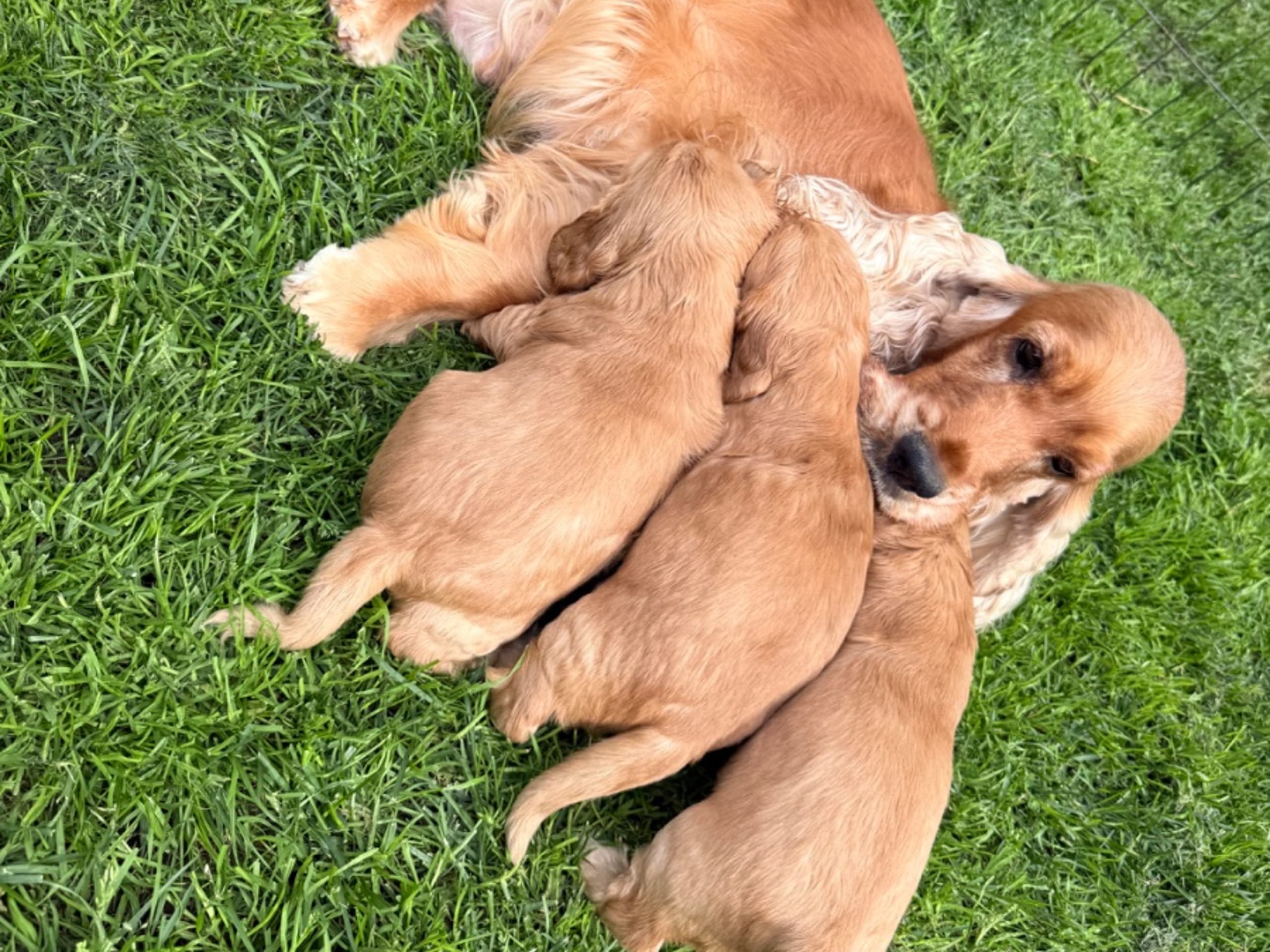 Cocker spaniel · Täby · Giggs
