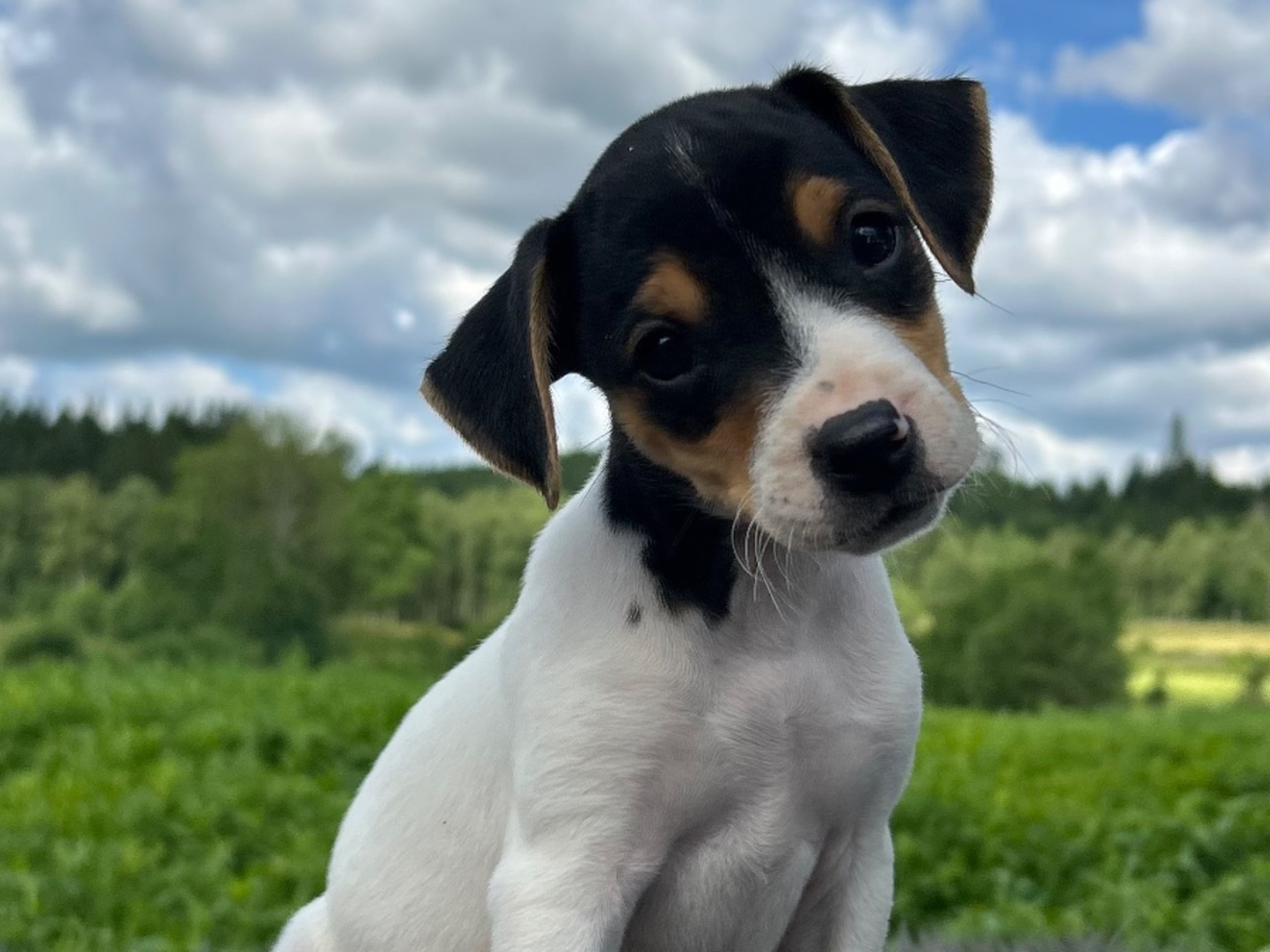 Danish Swedish Farmdog · Älekulla · Lillhovens