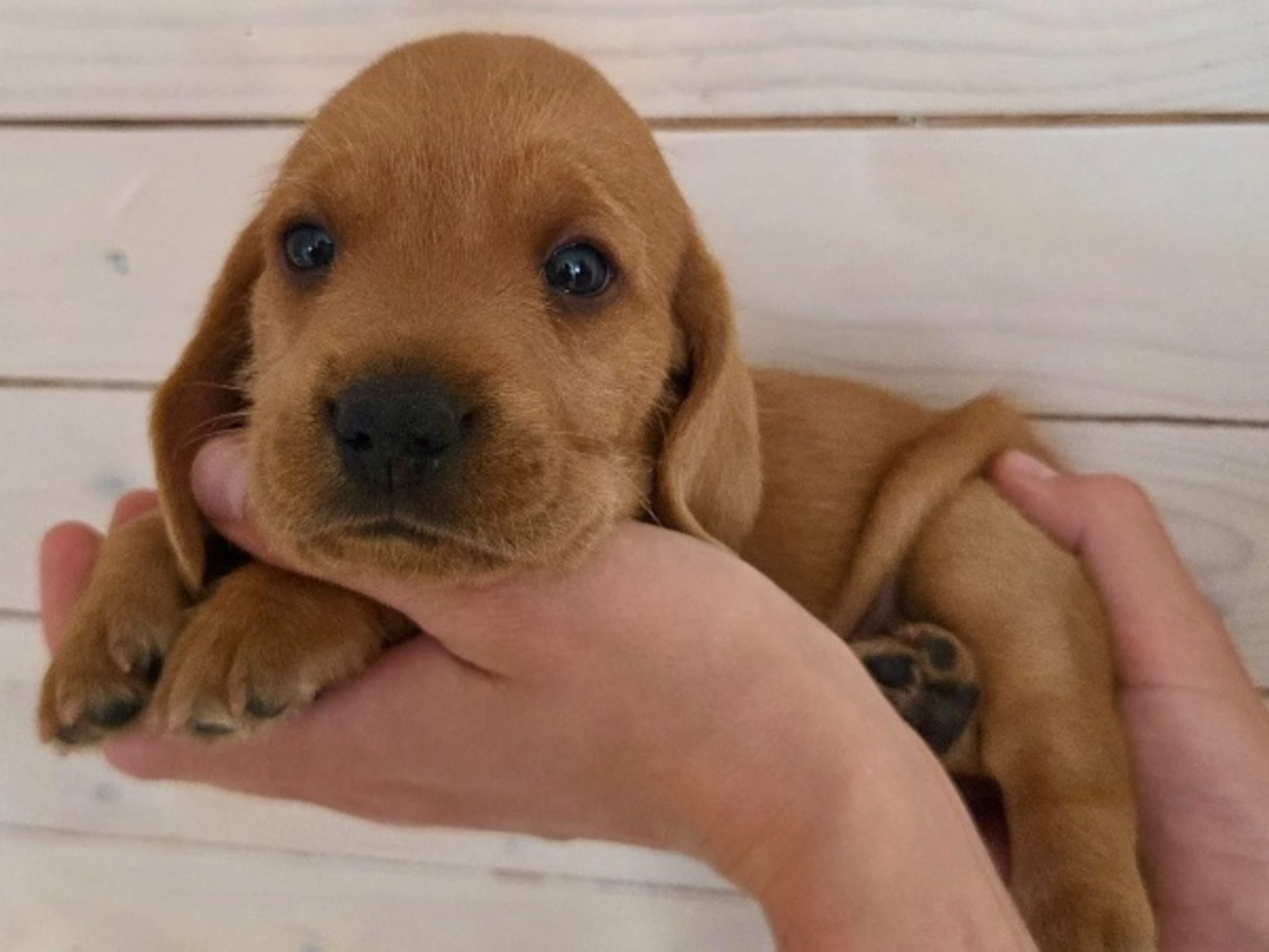 Basset fauve de Bretagne · Tyringe · Edendahls