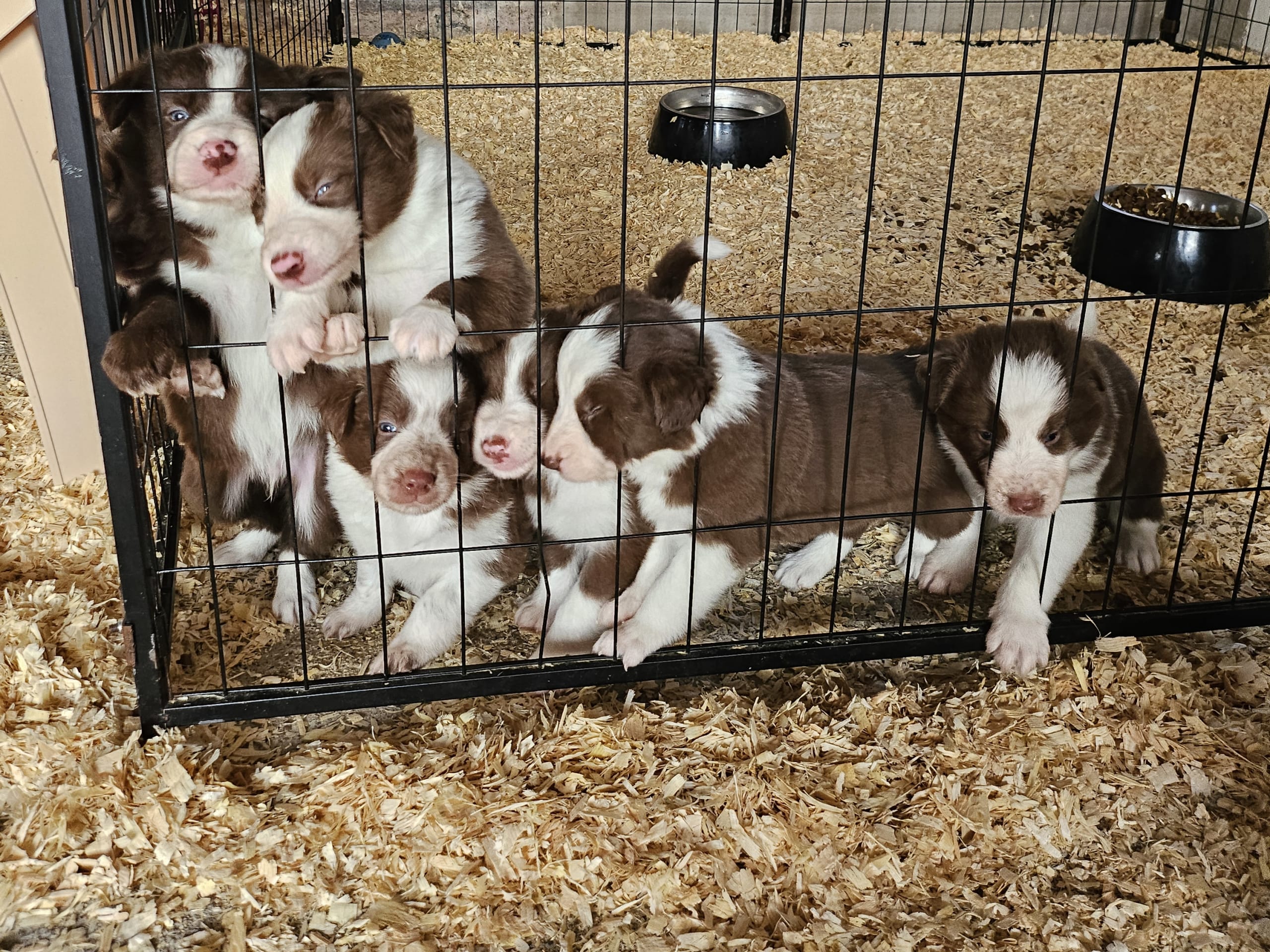 Border collie · Sjöbo · Ruckeltofta Gård