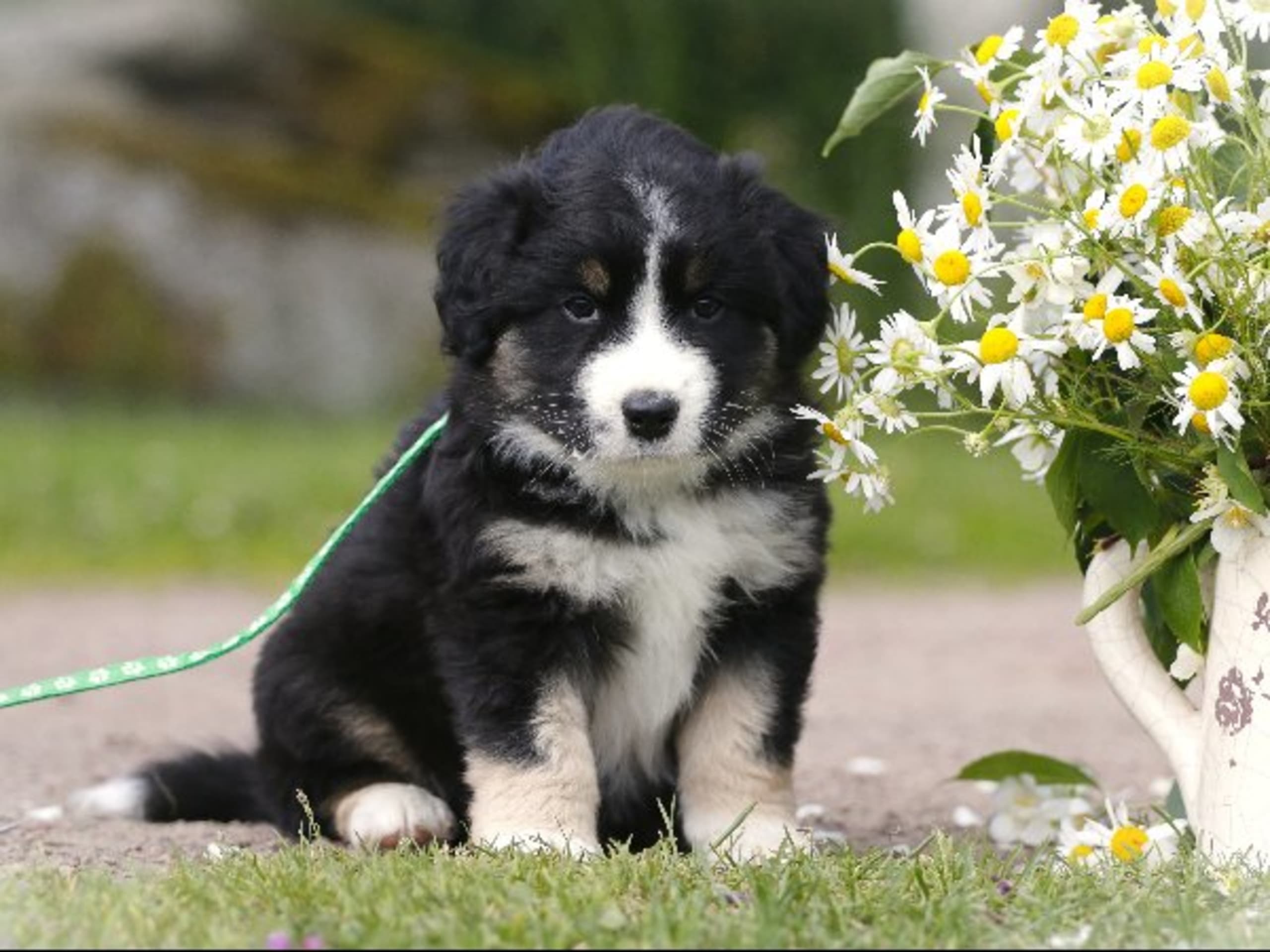 Miniature american shepherd · Hjo · Amazing Sun Fairy