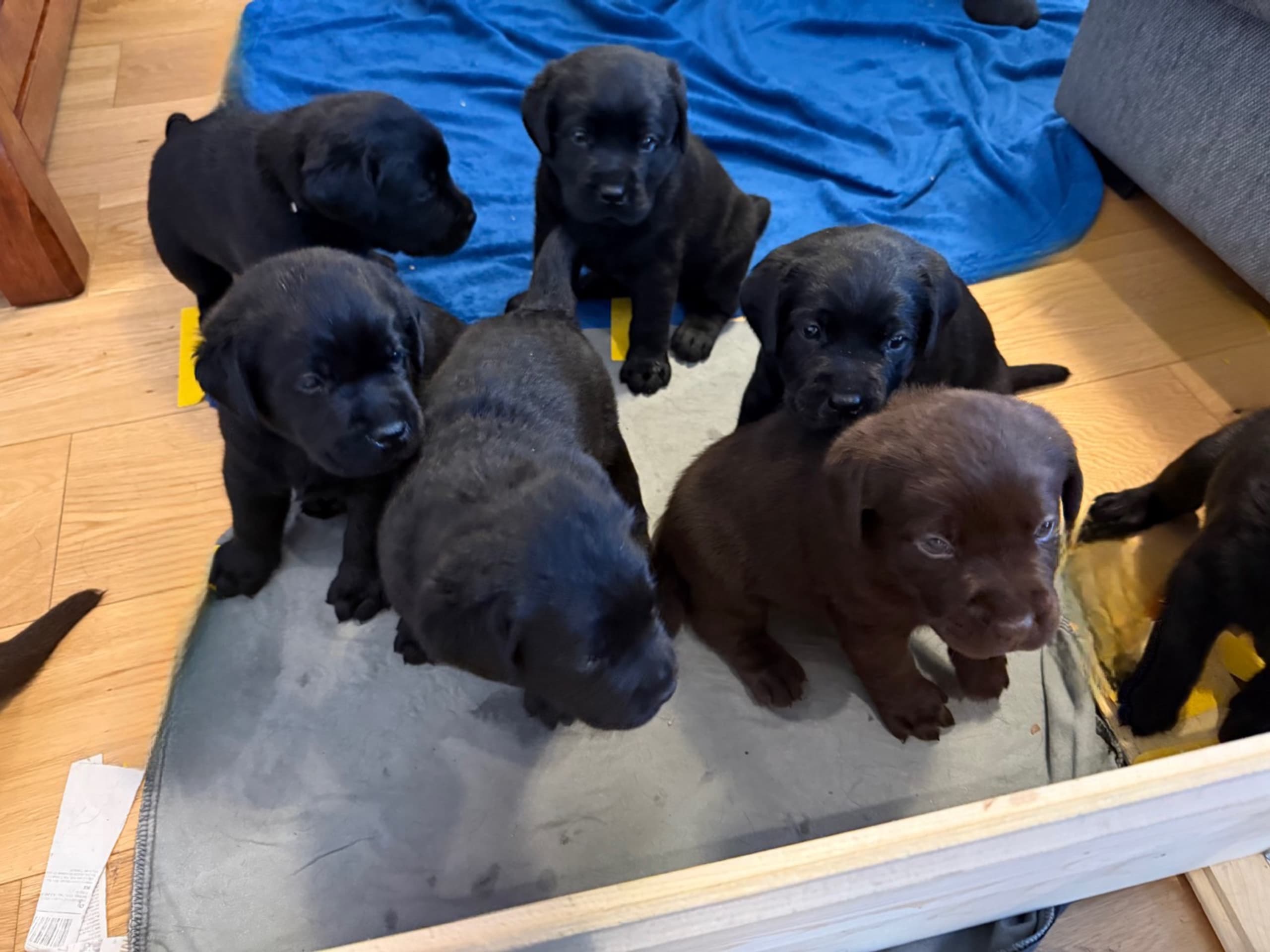 Labrador Retriever · Huddinge · Apitas Hundar