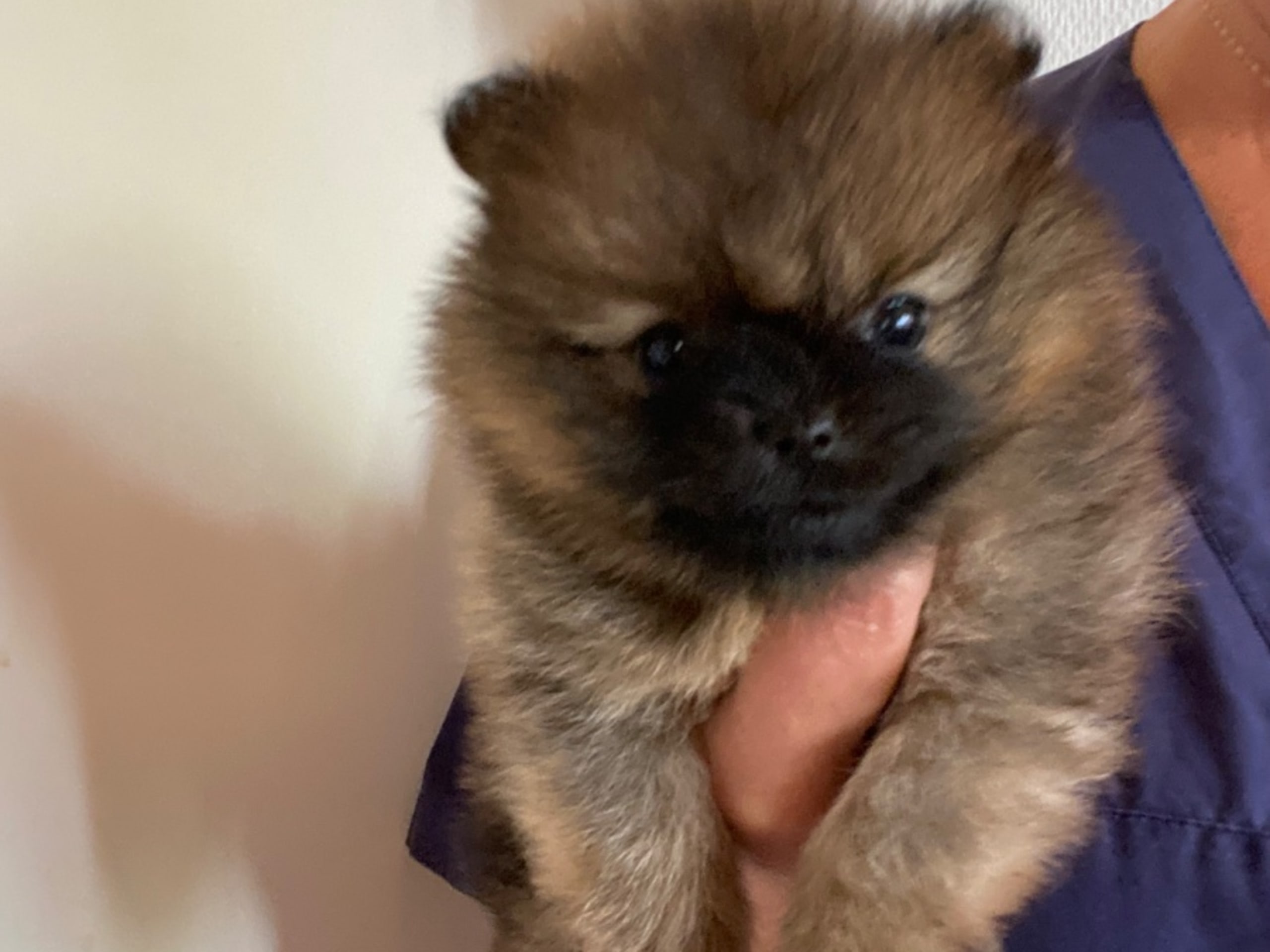 Pomeranian