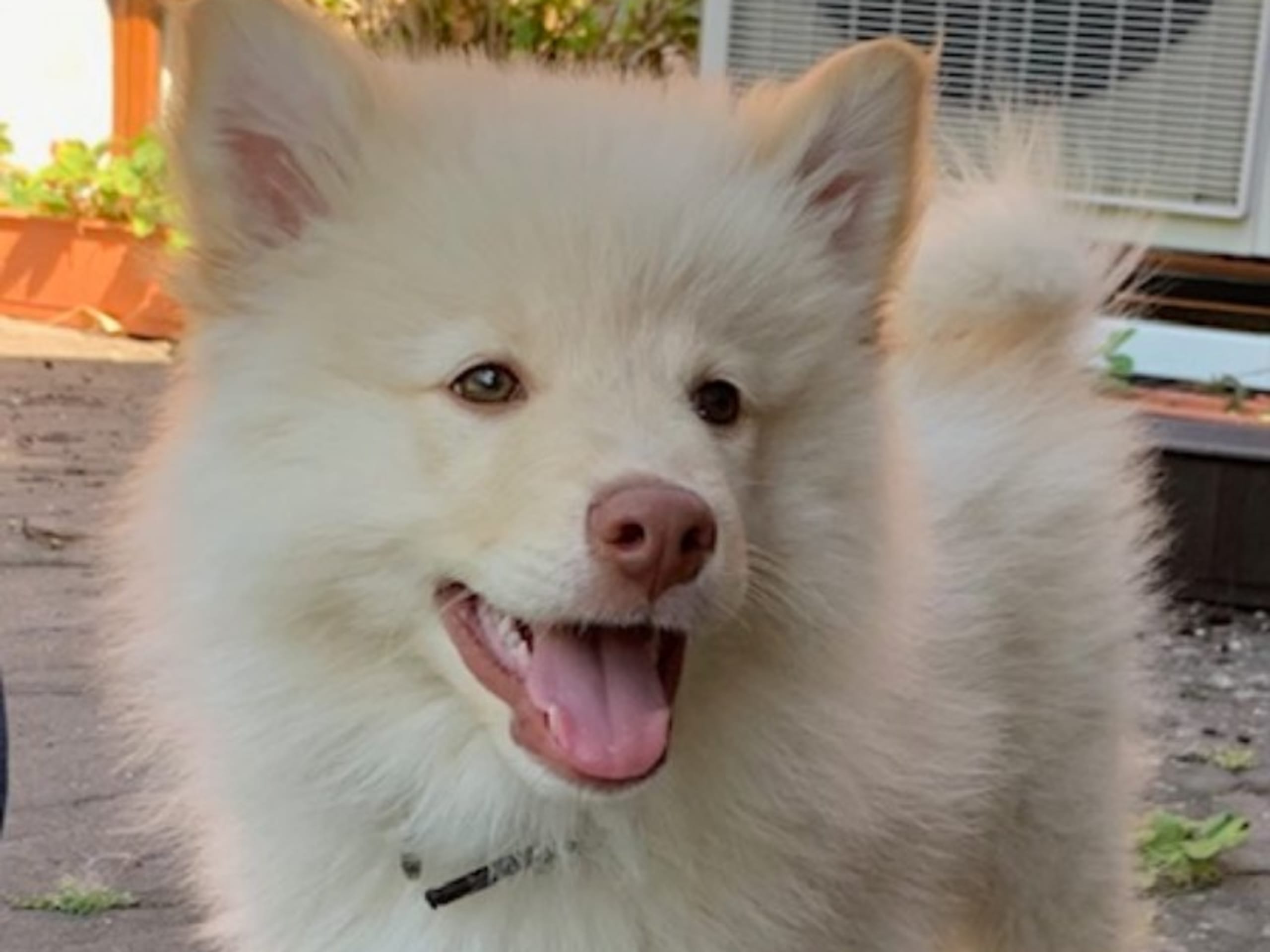 Finnish Lapphund · Veberöd · Lejoncrona
