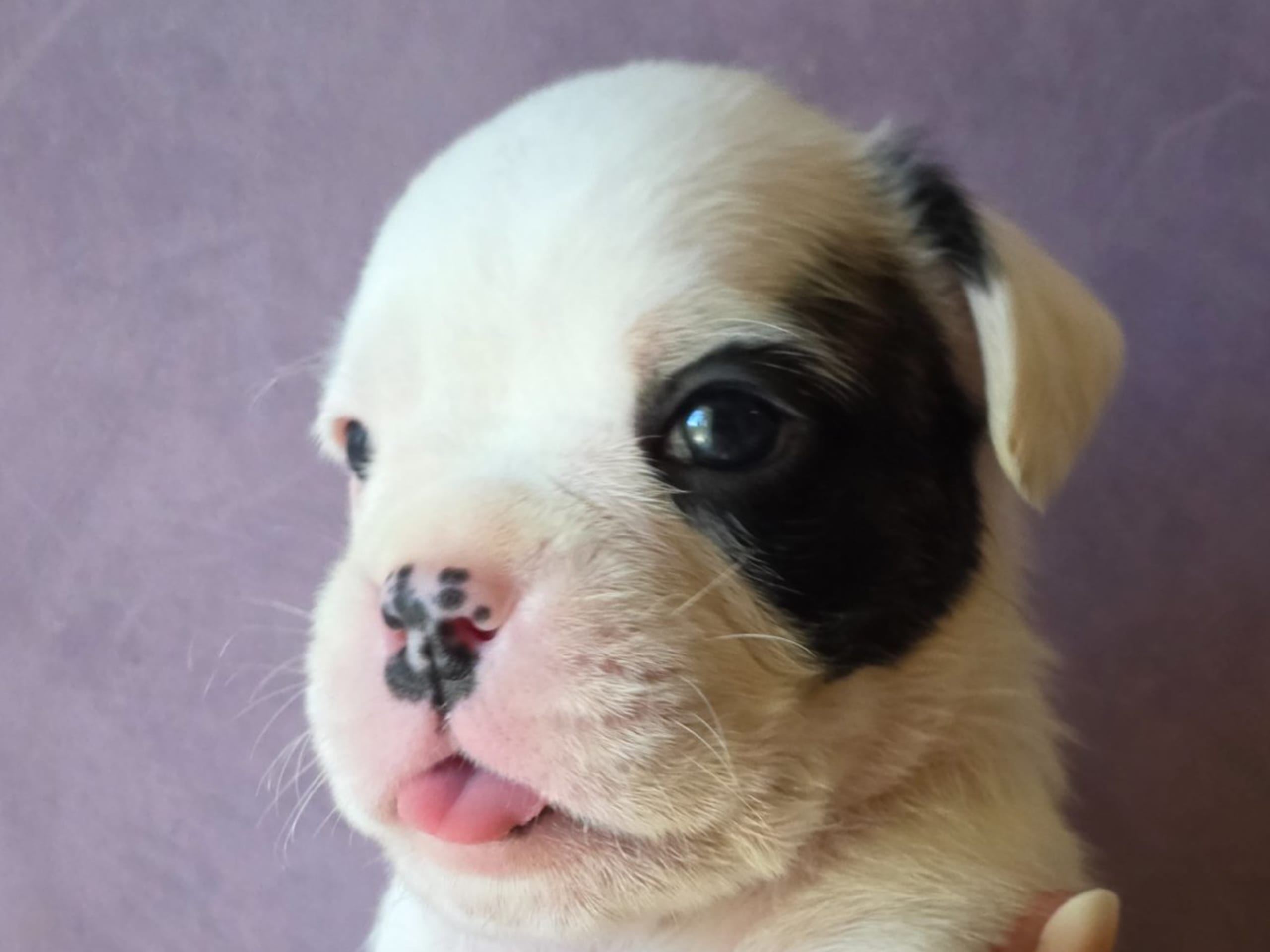 Boxer